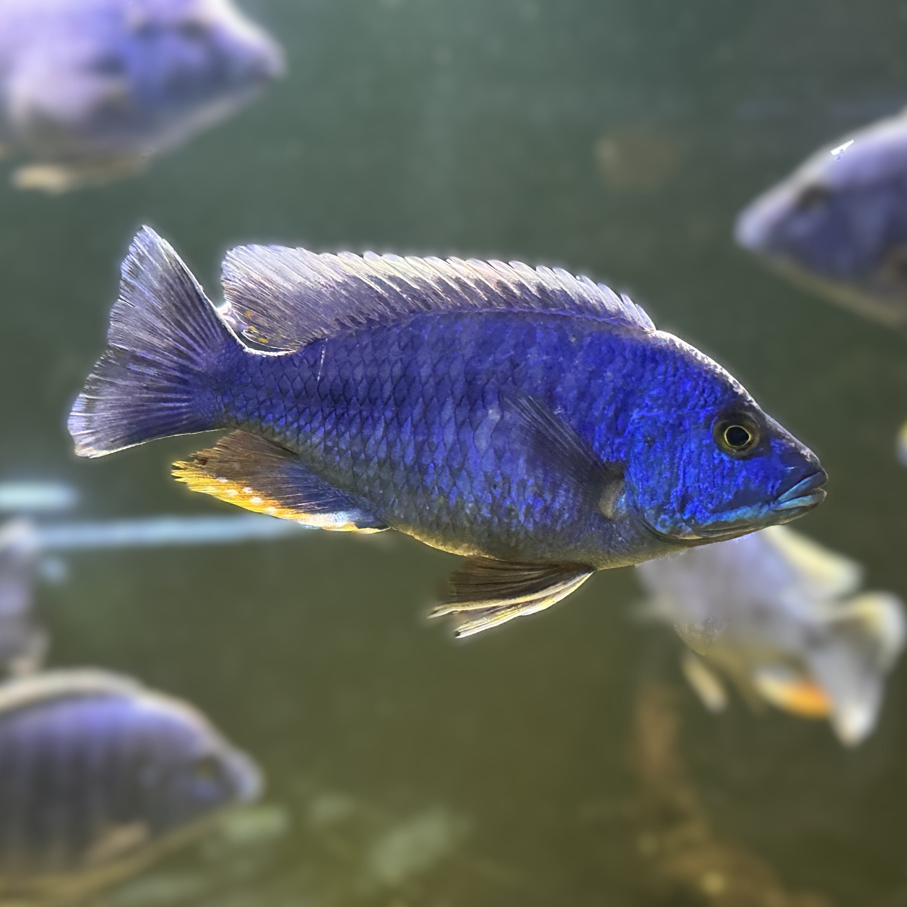 Scallywags Fish Bowl Electric Blue Fryeri cichlid with vibrant blue scales and yellow fin accents swimming