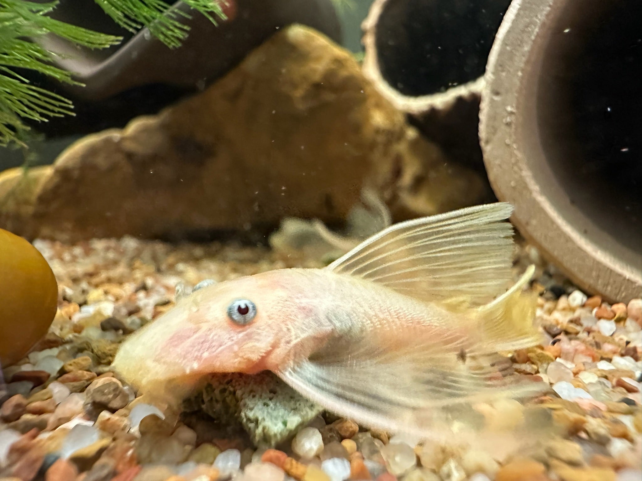 Long Fin Blue Eye Lemon pleco on gravel with long fins and blue eyes in Scallywags Fish Bowl aquarium