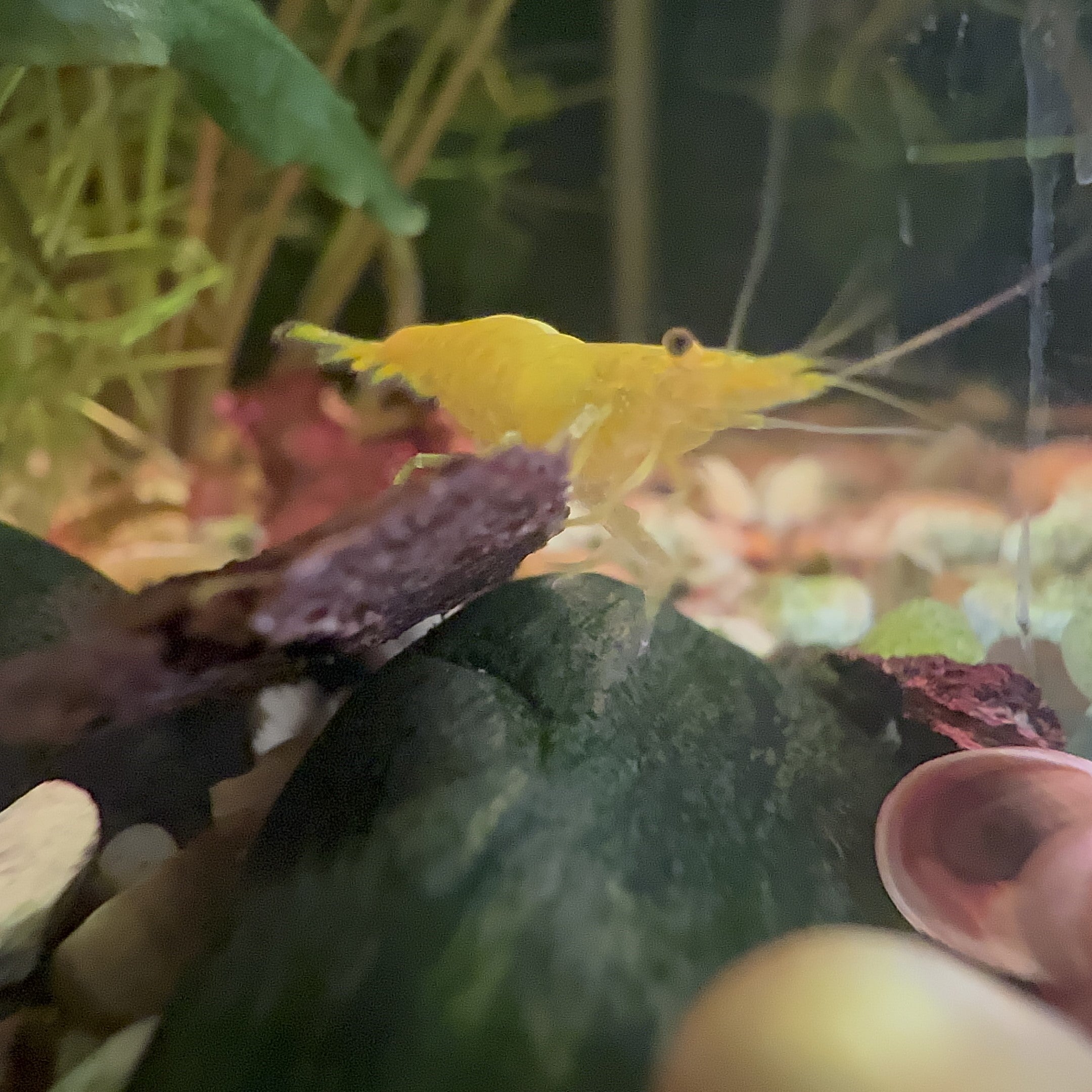 Yellow Neocaridina Shrimp on aquarium rock and gravel with live plants in Scallywags Fish Bowl