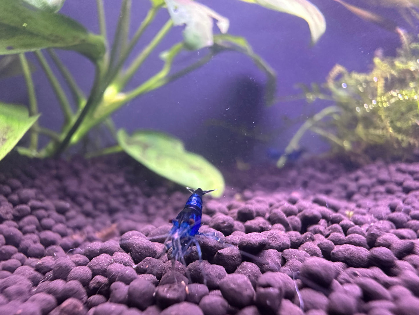 Buy Blue Dream Shrimp online at Scallywags Fish Bowl with vibrant blue shrimp in aquarium setup