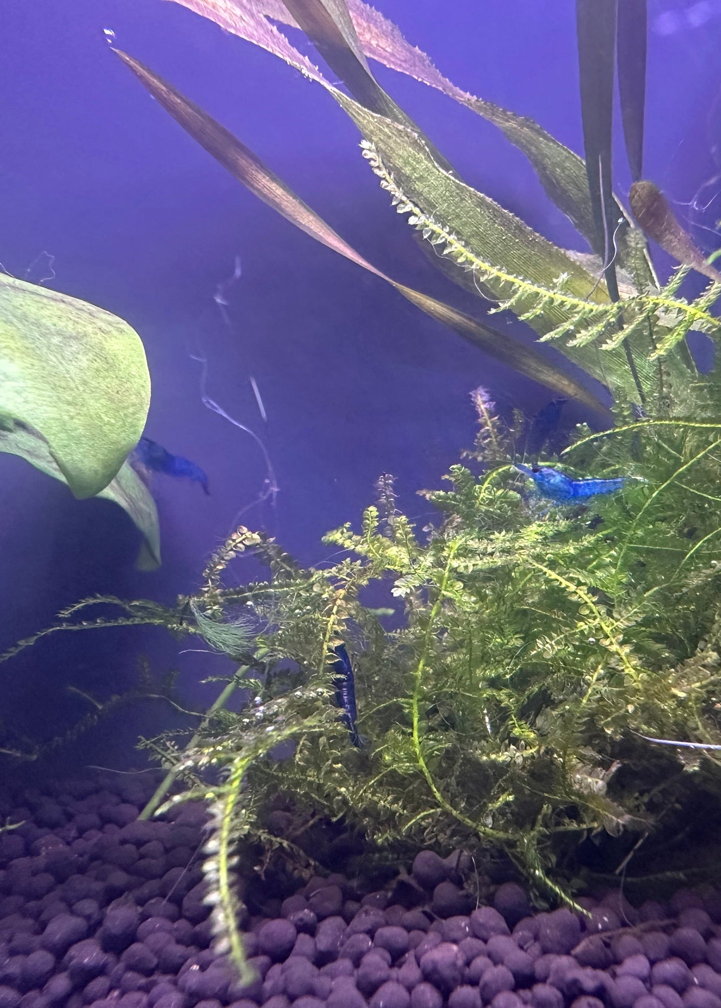 Blue Dream Shrimp in planted aquarium with gravel substrate and aquatic plants buy Blue Dream Shrimp online