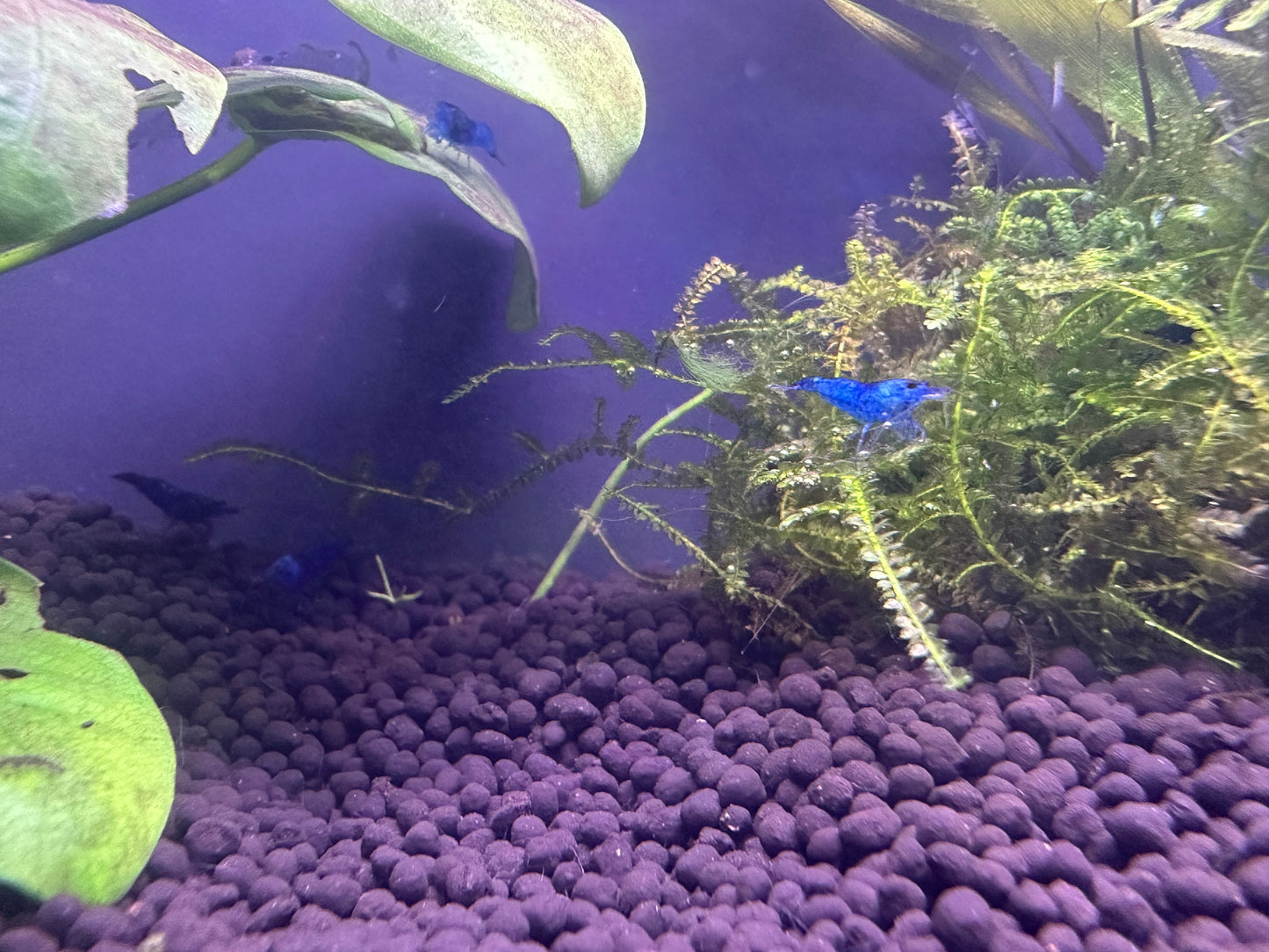 Blue Dream Shrimp in planted aquarium with purple substrate from Scallywag's Fish Bowl Buy Blue Dream Shrimp online