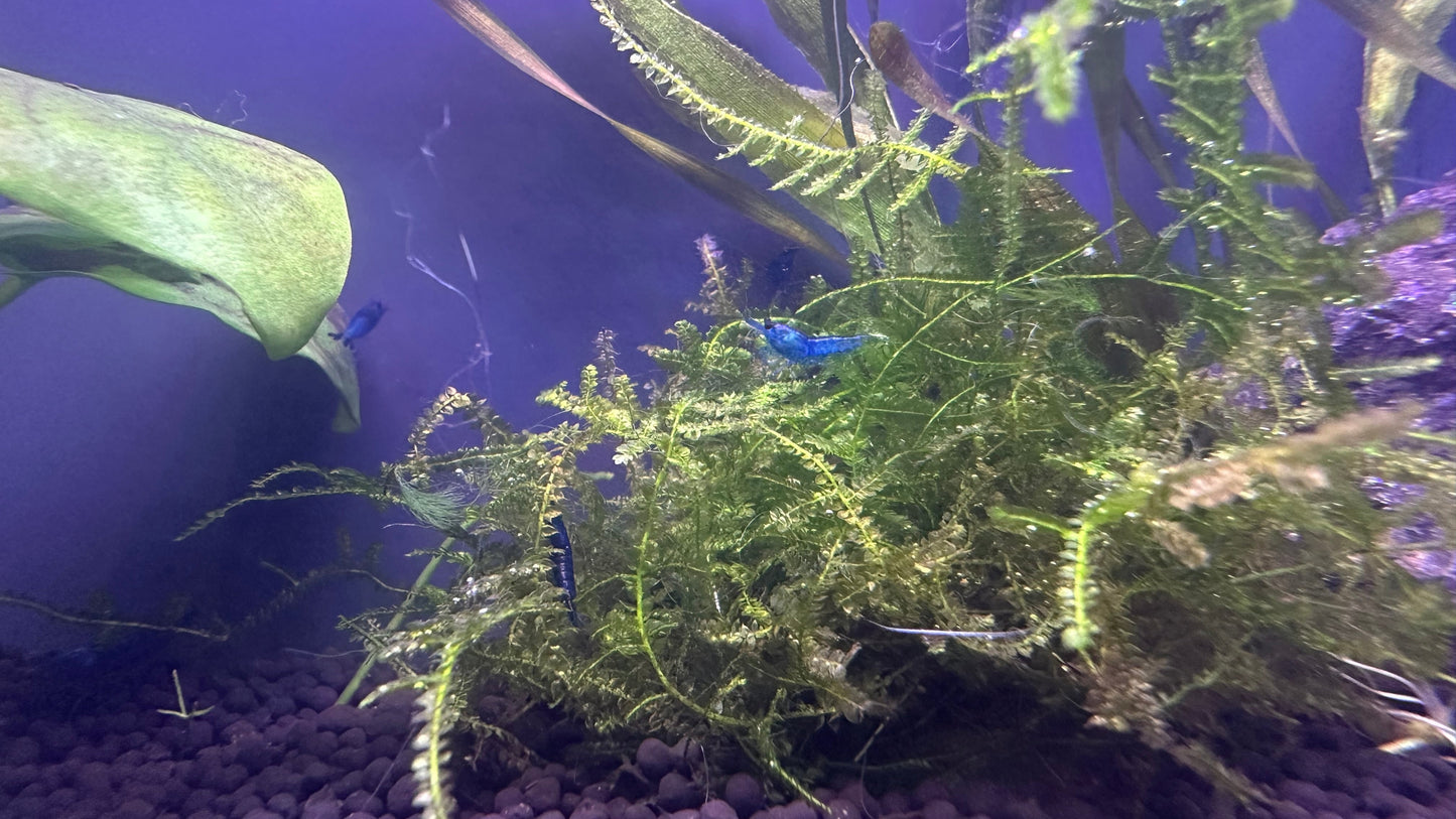 Blue Dream Shrimp among aquatic plants in aquarium from Scallywag's Fish Bowl buy Blue Dream Shrimp online