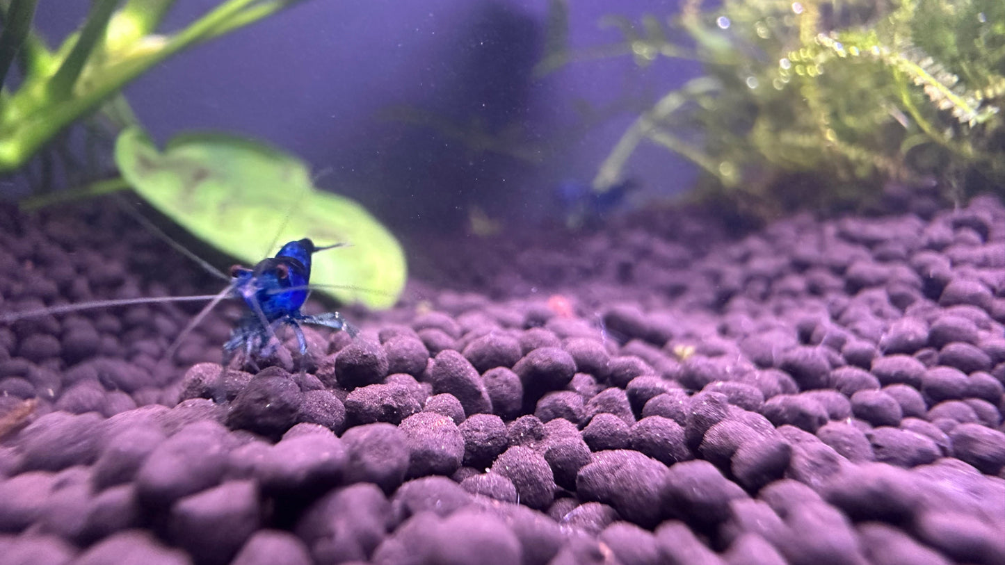 Blue Dream Shrimp on gravel substrate with aquatic plants in aquarium Buy Blue Dream Shrimp online