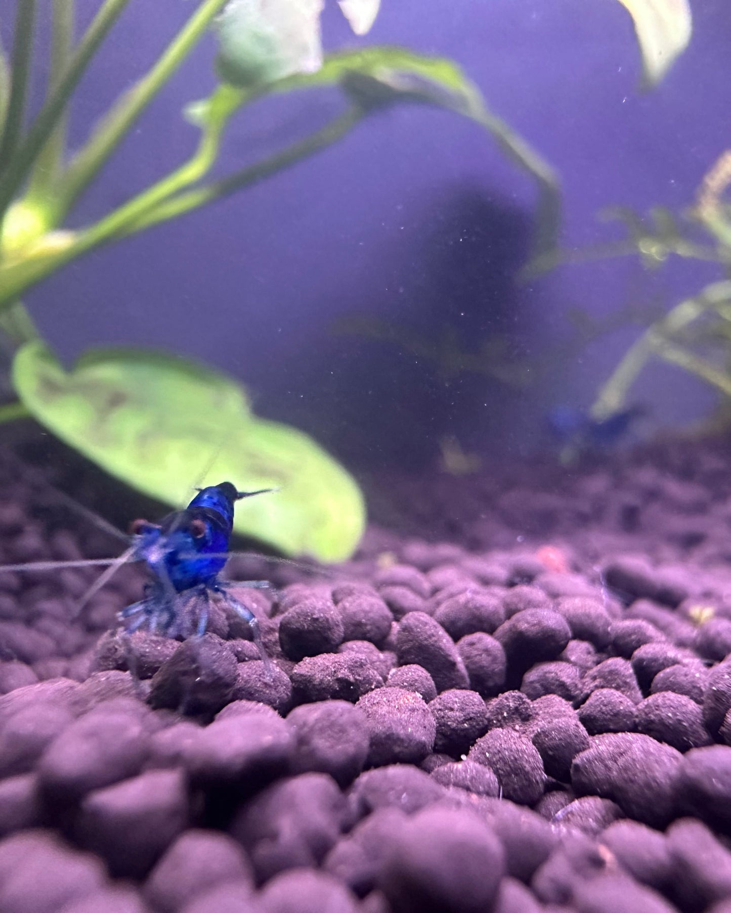 Blue Dream Shrimp on aquarium substrate with green aquatic plants buy Blue Dream Shrimp online