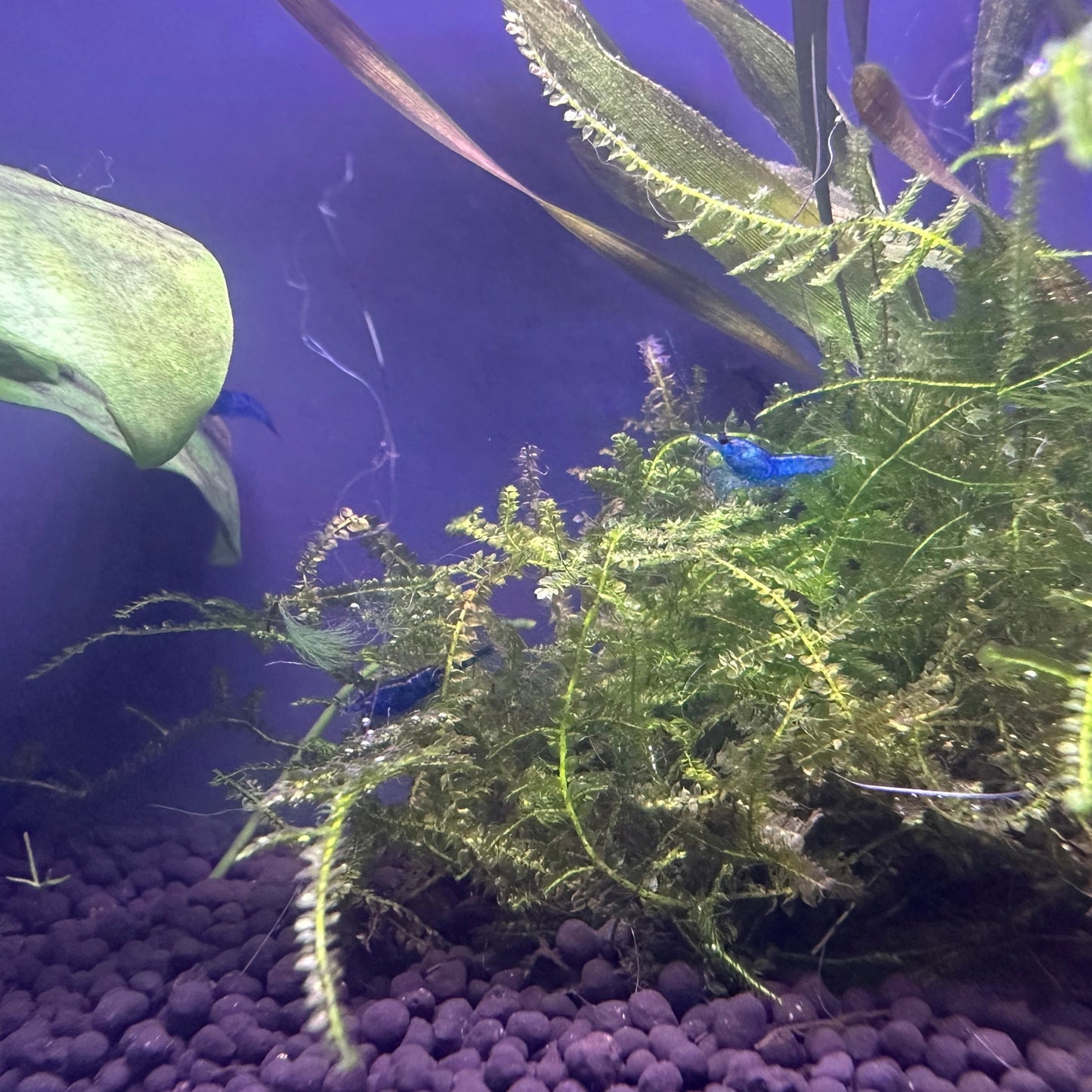 Buy Blue Dream Shrimp online from Scallywag's Fish Bowl in a planted aquarium with purple substrate