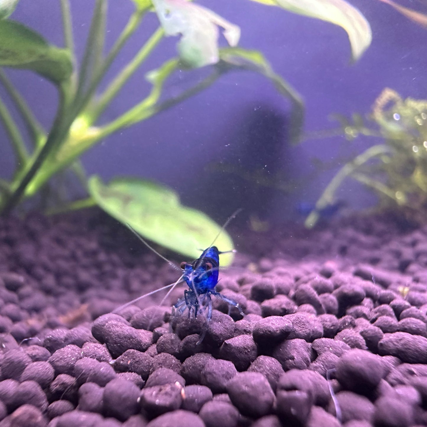 Blue Dream Shrimp on aquarium gravel with green plants in background buy Blue Dream Shrimp online