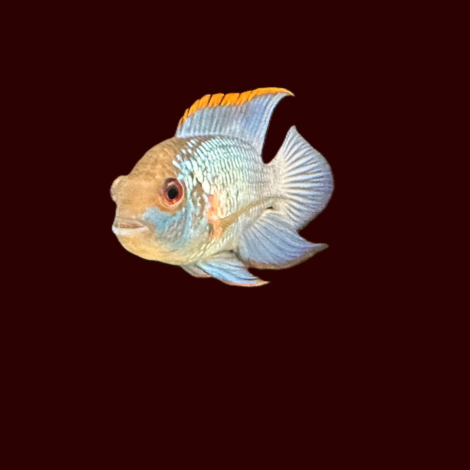 Electric Blue Acara Fish - Scallywag's Fish Bowl