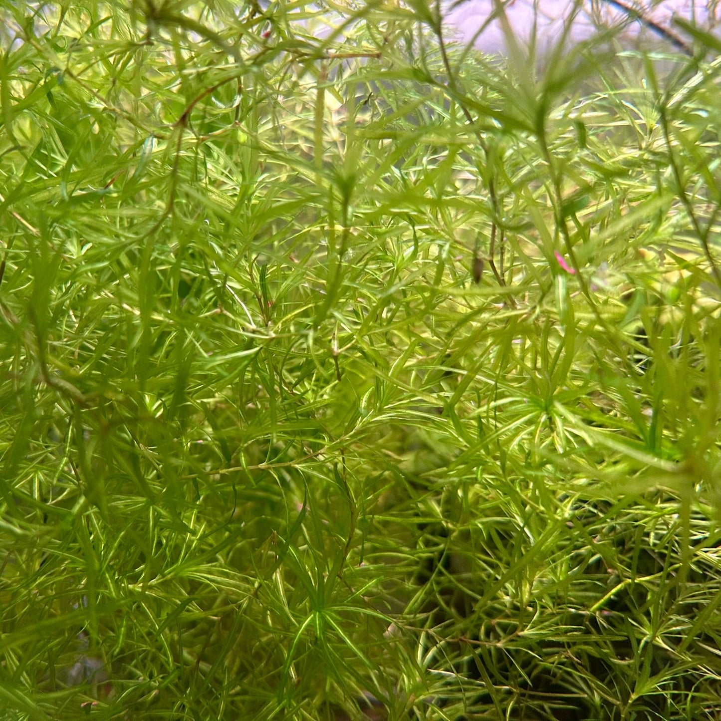 Close-up of vibrant green Guppy Grass floating plant from Scallywags Fish Bowl for aquariums