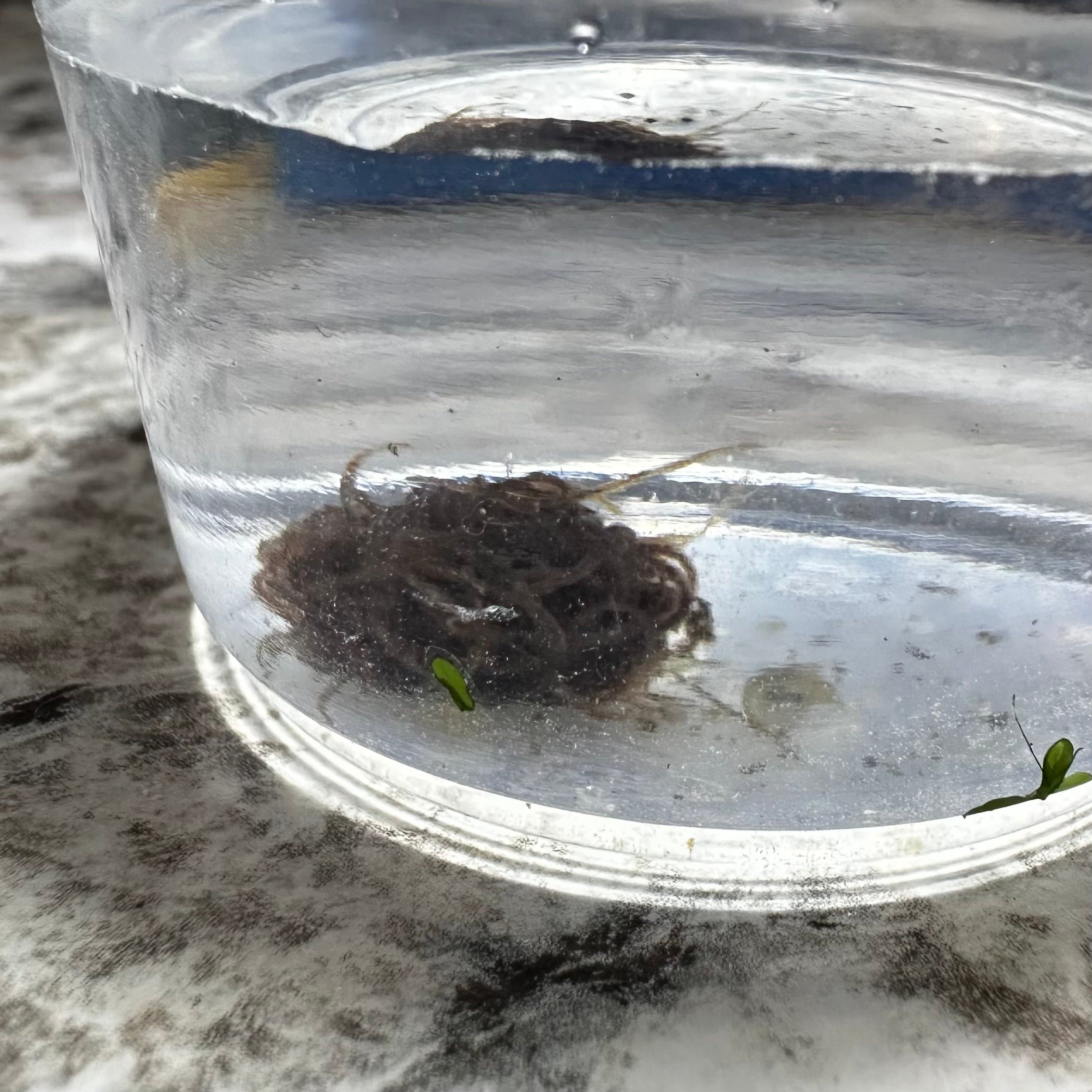 Live black worm culture in a clear container with water from Scallywags Fish Bowl