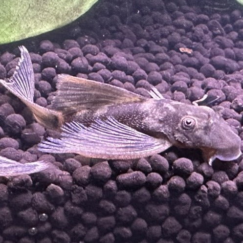 Long Fin Green Dragon Plecos resting on dark aquarium substrate from Scallywags Fish Bowl
