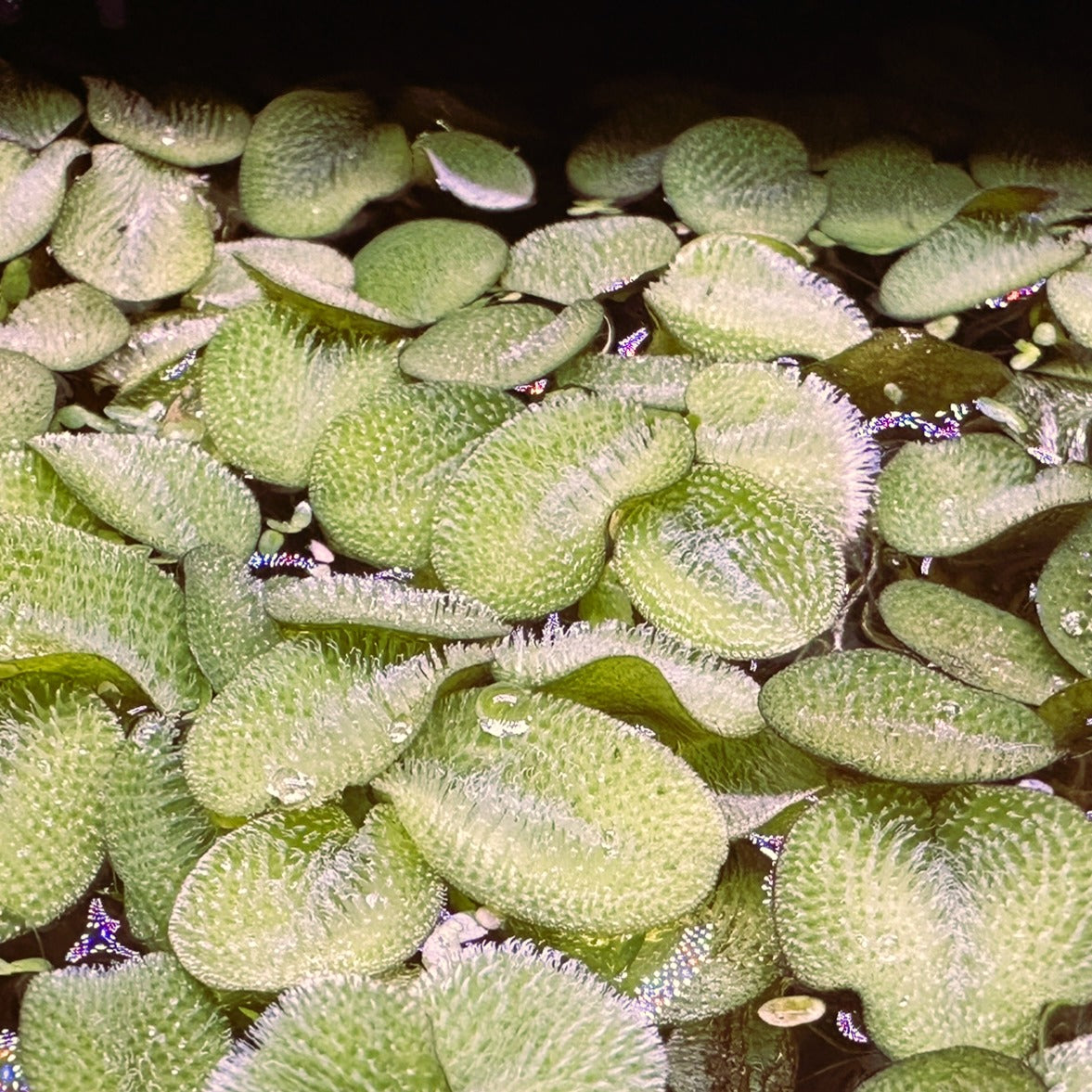Close-up of green Salvinia Minima floating plant leaves with textured surfaces from Scallywag's Fish Bowl