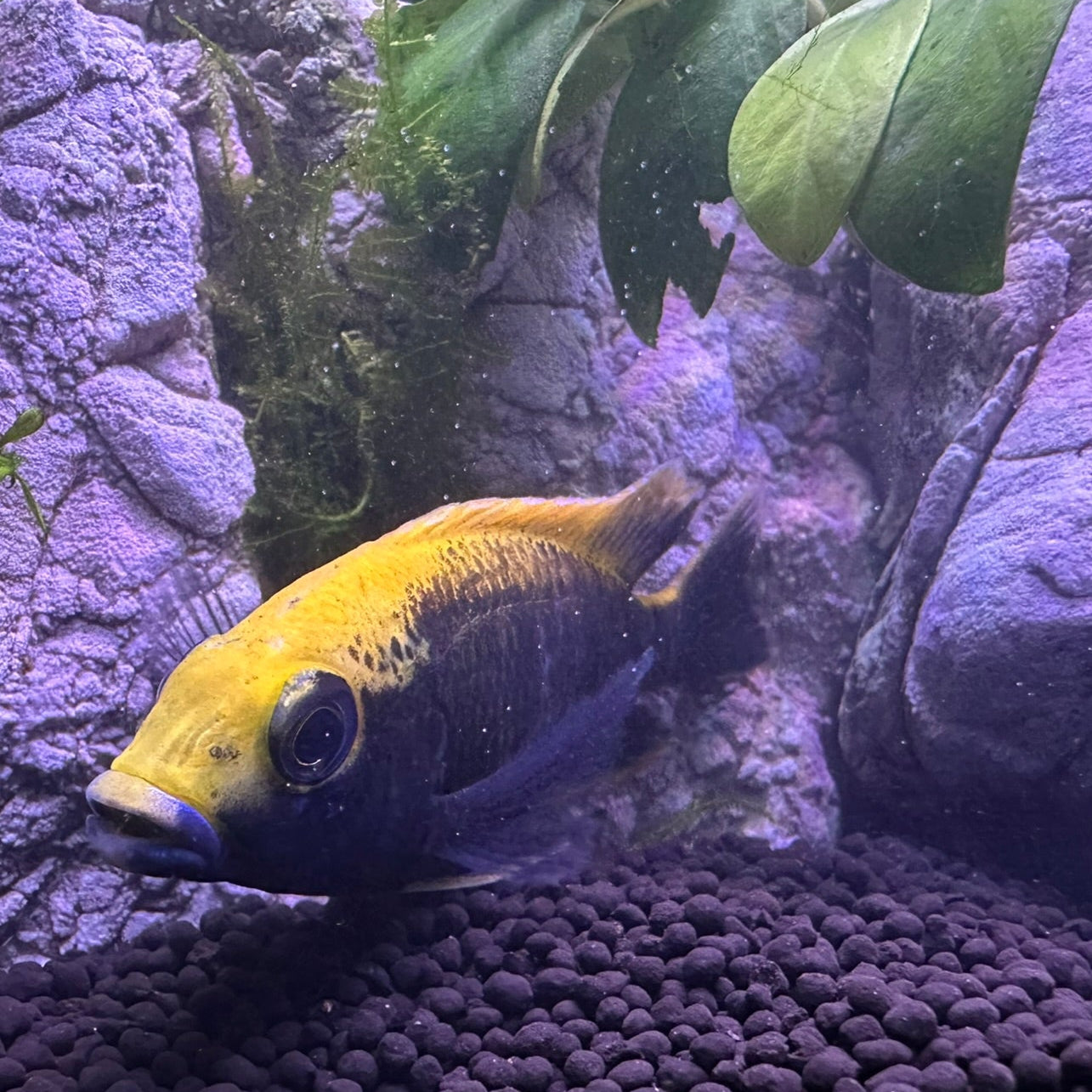 Sulfurhead Peacock Cichlid with yellow and blue coloring swimming near rocks and plants in aquarium Sulfurhead Peacock Cichlids for sale