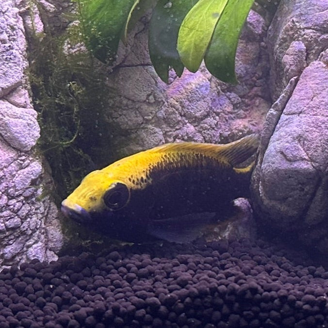 Sulfurhead Peacock Cichlids for sale yellow and blue fish in rocky planted aquarium by Scallywags Fish Bowl