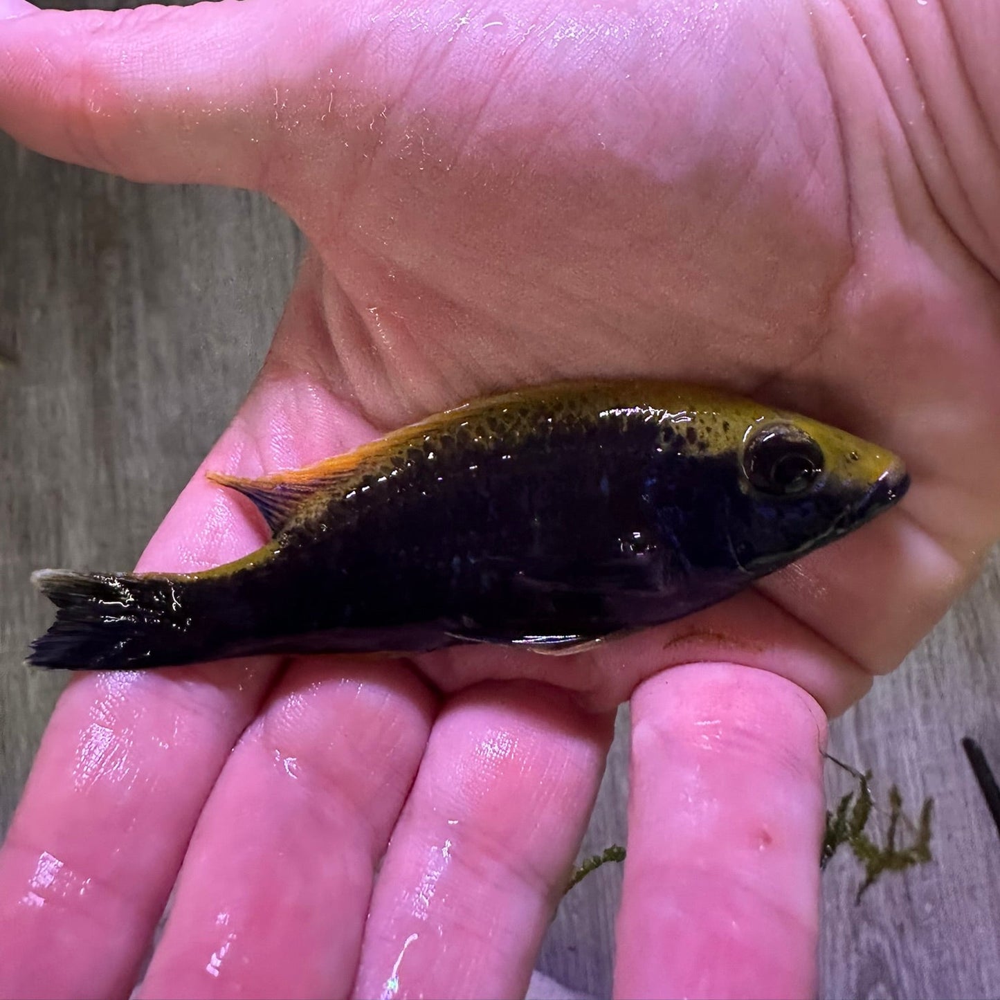 Sulfurhead Peacock Cichlids for sale held in hand from Scallywag's Fish Bowl