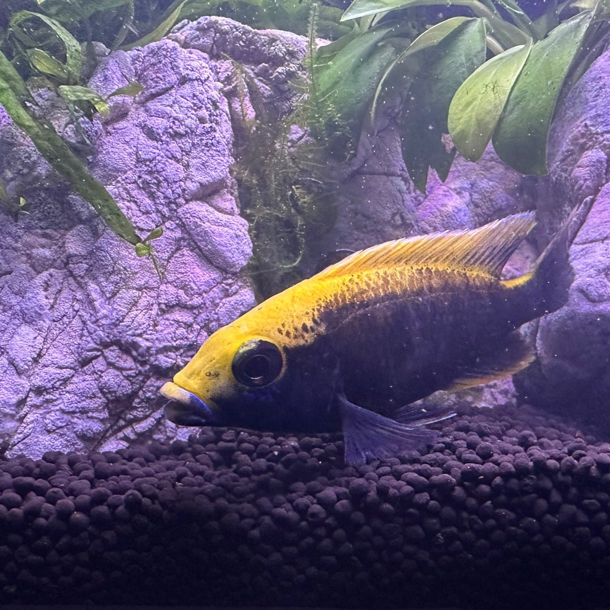 Sulfurhead Peacock Cichlids for sale showing vibrant yellow and blue fish in aquarium setup