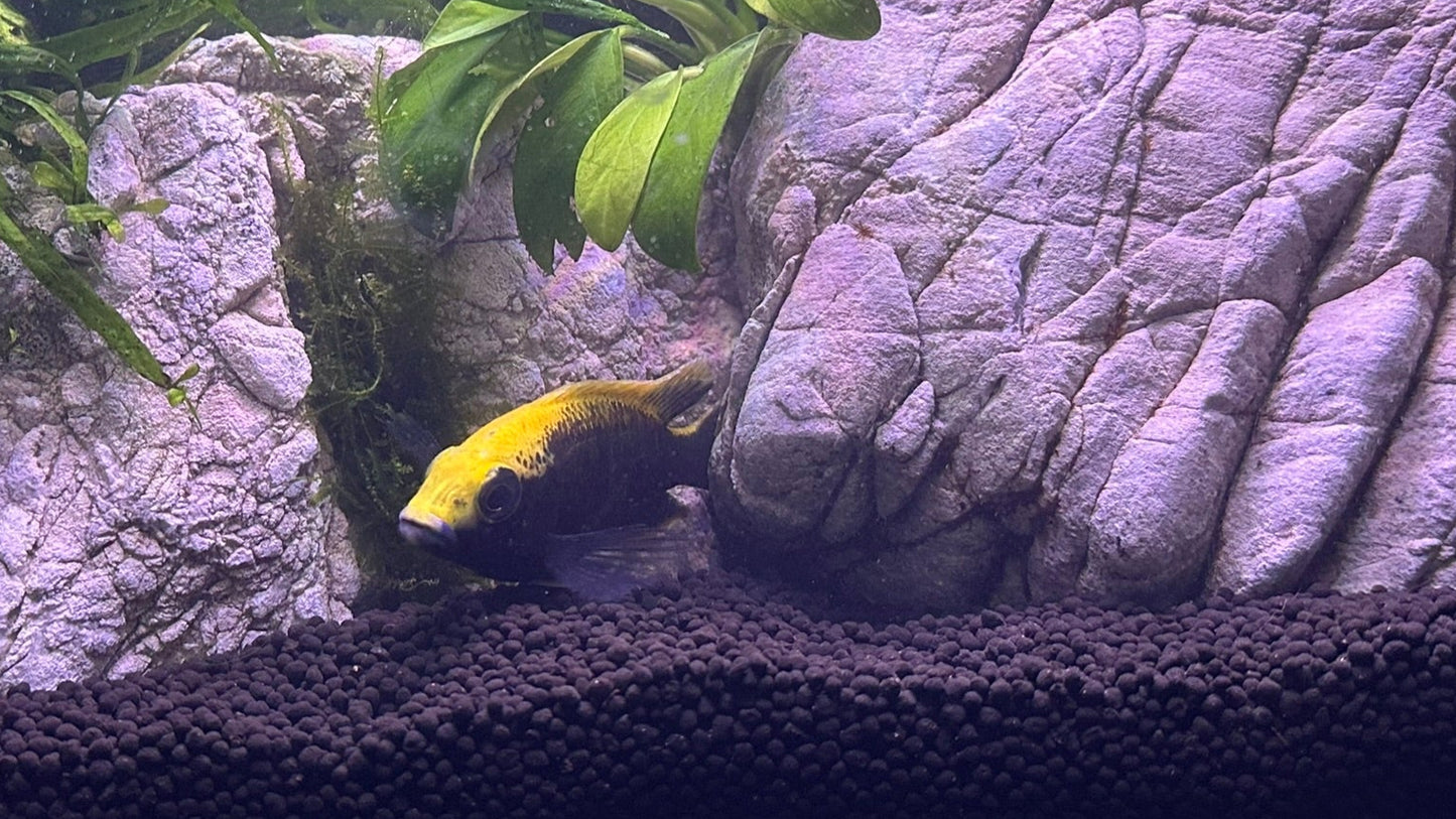Sulfurhead Peacock Cichlids for sale swimming near rocks and plants in an aquarium from Scallywag's Fish Bowl