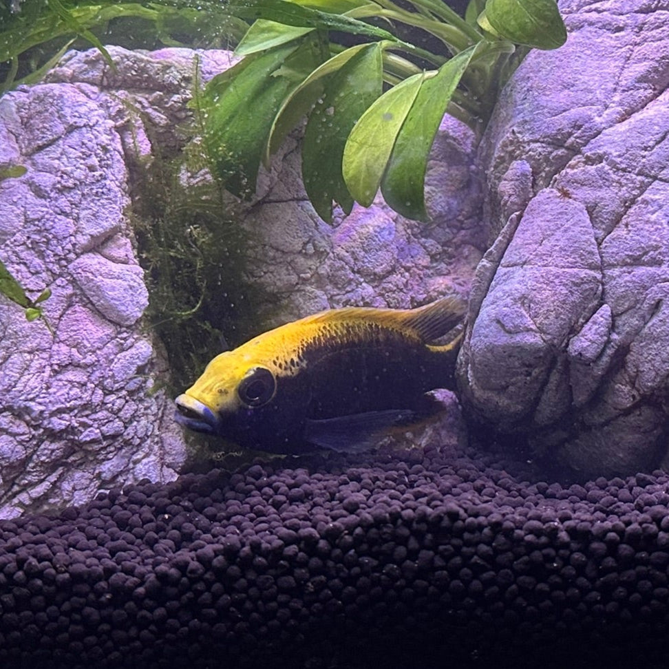 Sulfurhead Peacock Cichlids for sale single vibrant yellow and blue cichlid fish in aquarium with rocks and plants