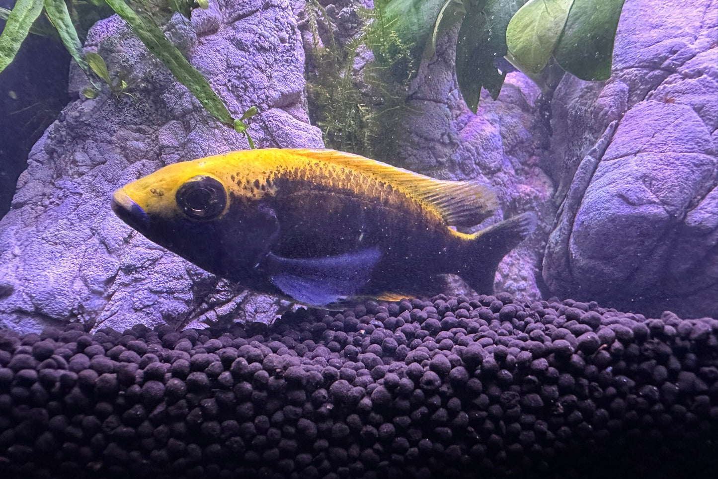Sulfurhead Peacock Cichlids for sale bright yellow and blue fish swimming in aquarium by Scallywag's Fish Bowl
