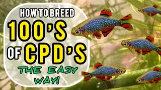 How to Breed Celestial Pearl Danios (CPDs): My Hands-Off Method