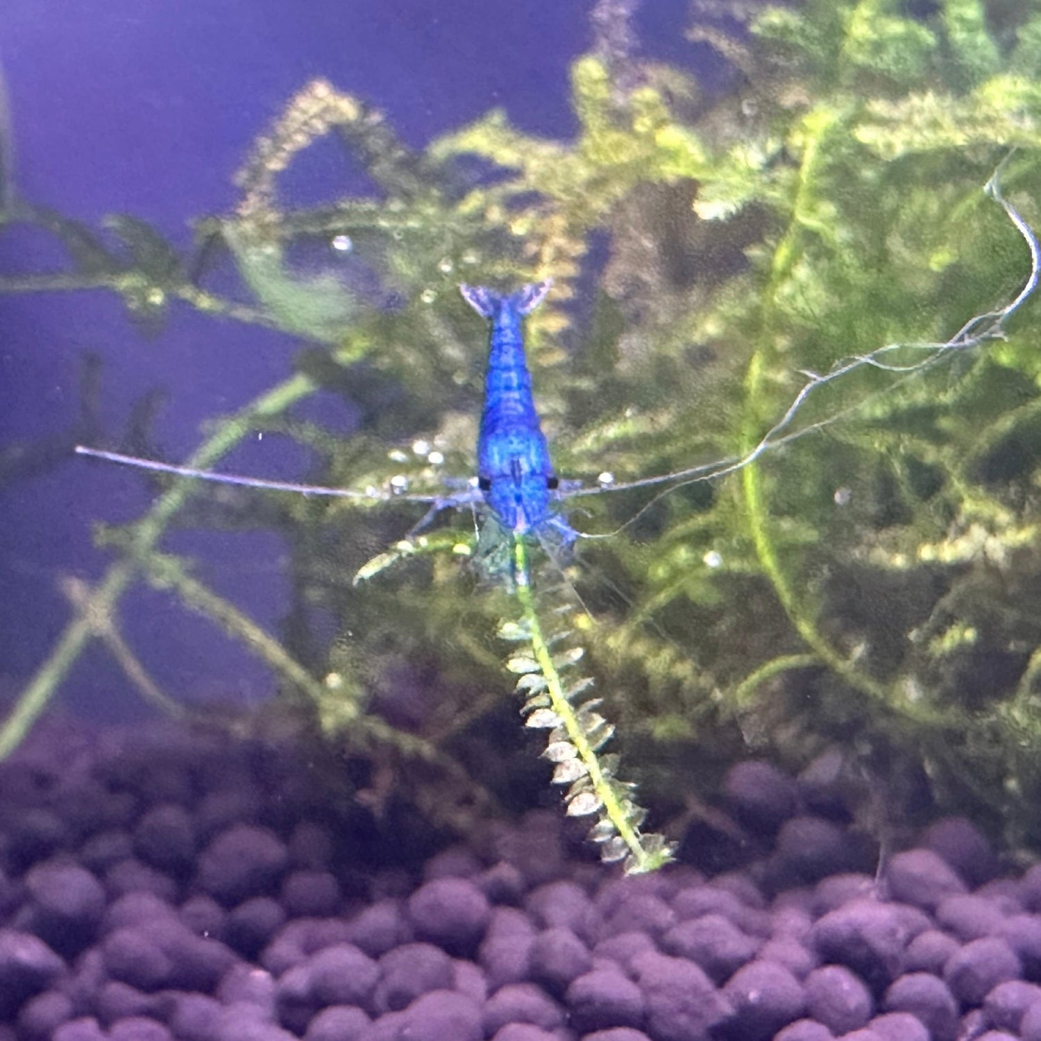 Blue Neocaridina shrimp among aquatic plants and gravel showcasing Neocaridina shrimp and snails collection