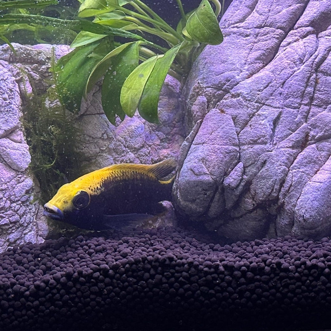 Colorful African Cichlids for sale in a freshwater aquarium with rocks and aquatic plants