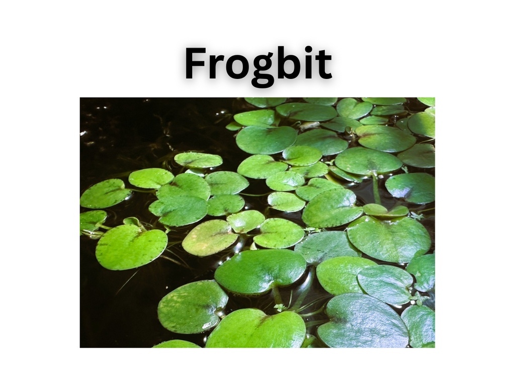 Starter Pack of Plant Trimmings