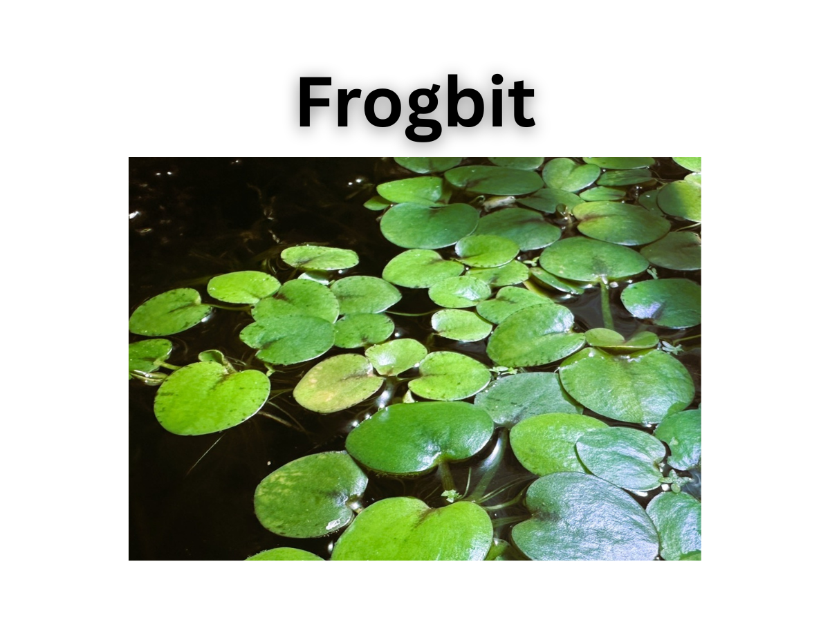 Starter Pack of Plant Trimmings
