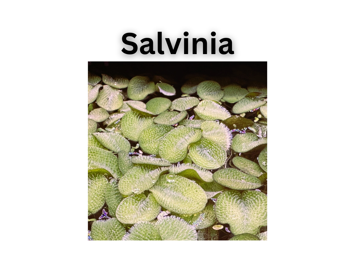 Starter Pack of Plant Trimmings
