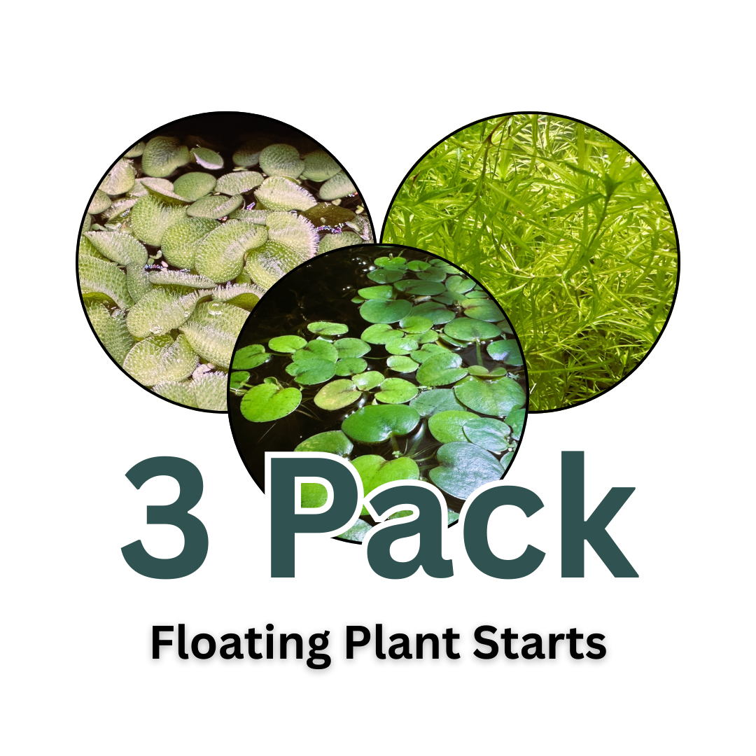Starter Pack of Plant Trimmings