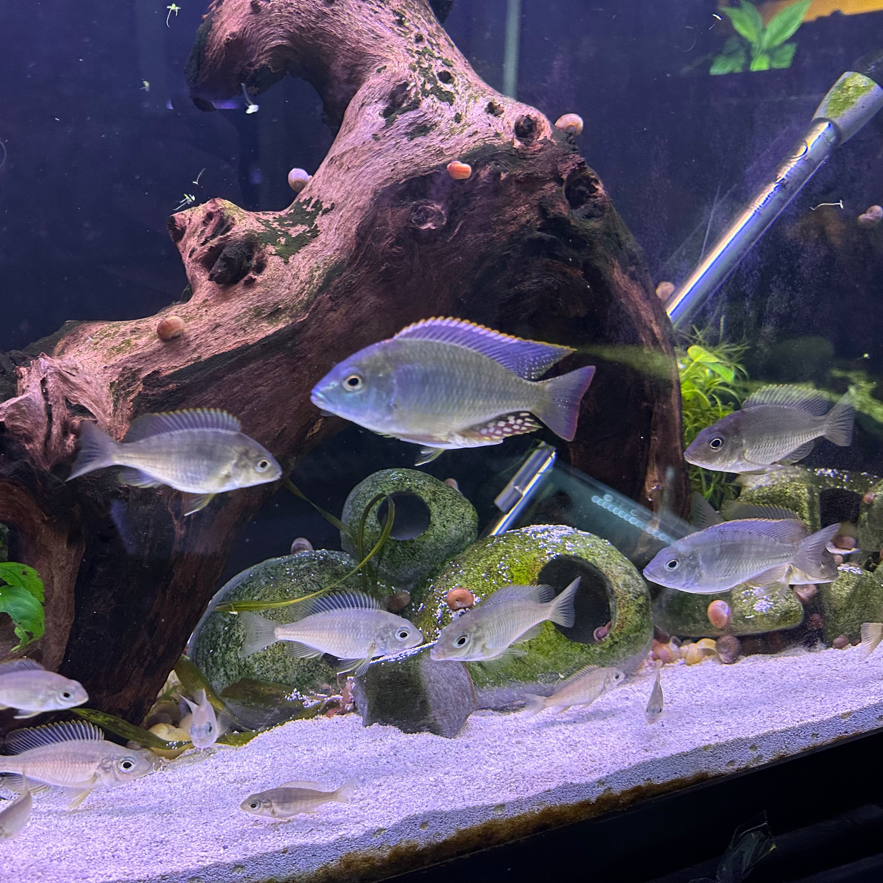 Lethrinops sp. Mbasi cichlid schooling in planted aquarium with driftwood and sandy substrate