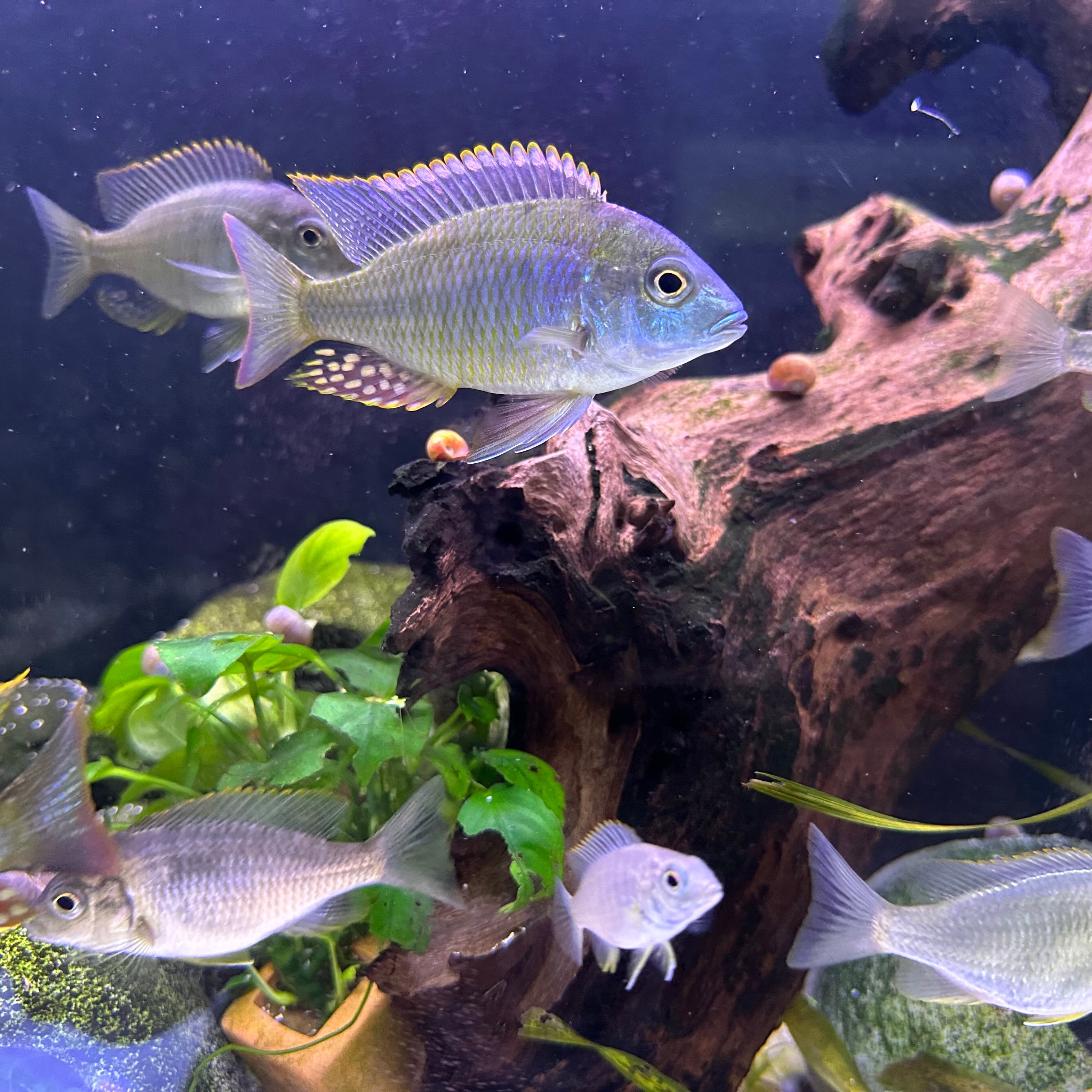 Lethrinops sp. Mbasi cichlid schooling by driftwood and live plants in aquarium display