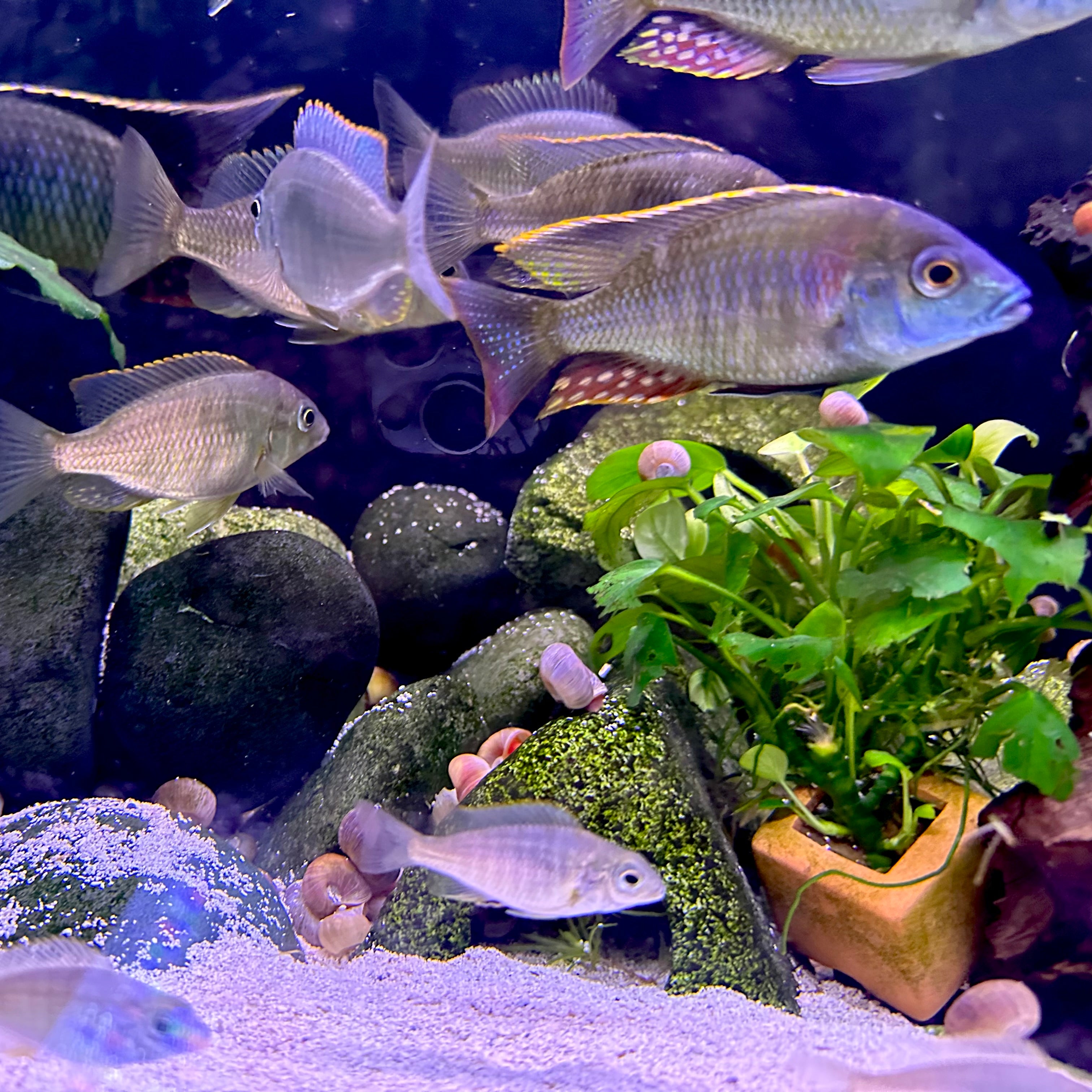 Aquarium scene with Lethrinops sp. Mbasi cichlids swimming over rocks and live plants