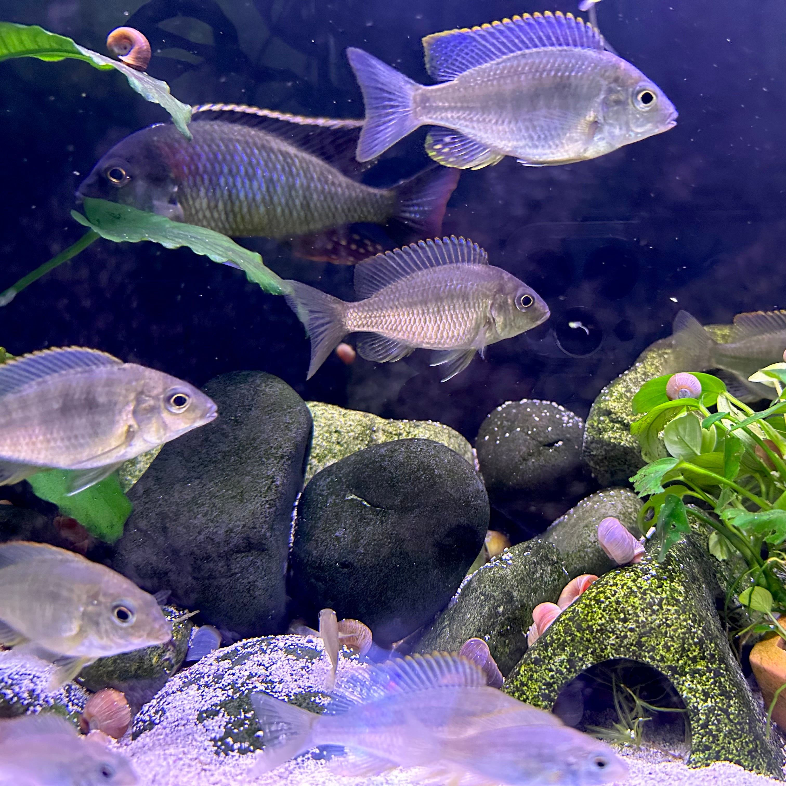Scallywags Fish Bowl Lethrinops sp. Mbasi cichlids swimming over rocks and plants in aquarium