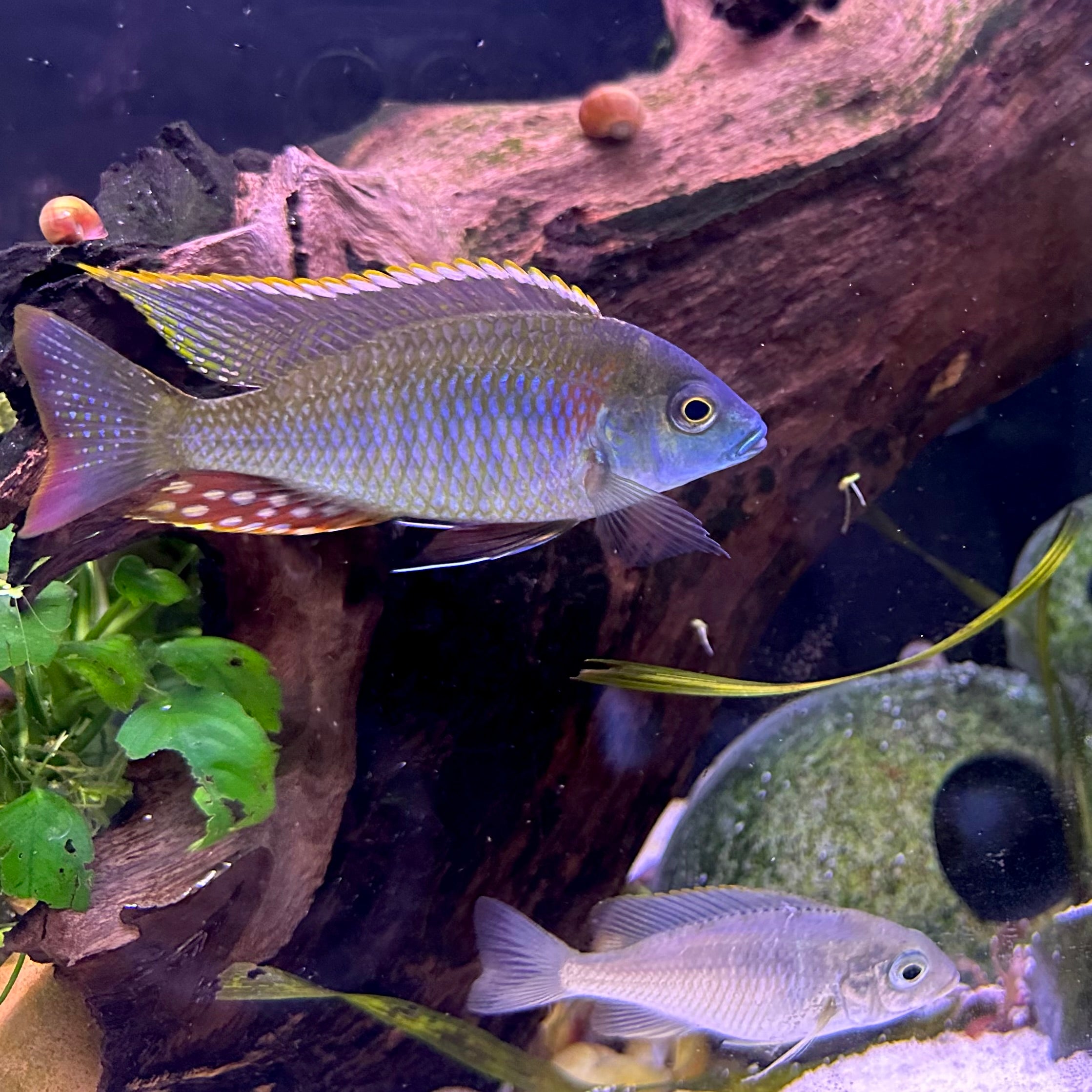 Lethrinops sp. Mbasi freshwater cichlid in planted aquarium with driftwood blue body yellow dorsal edge