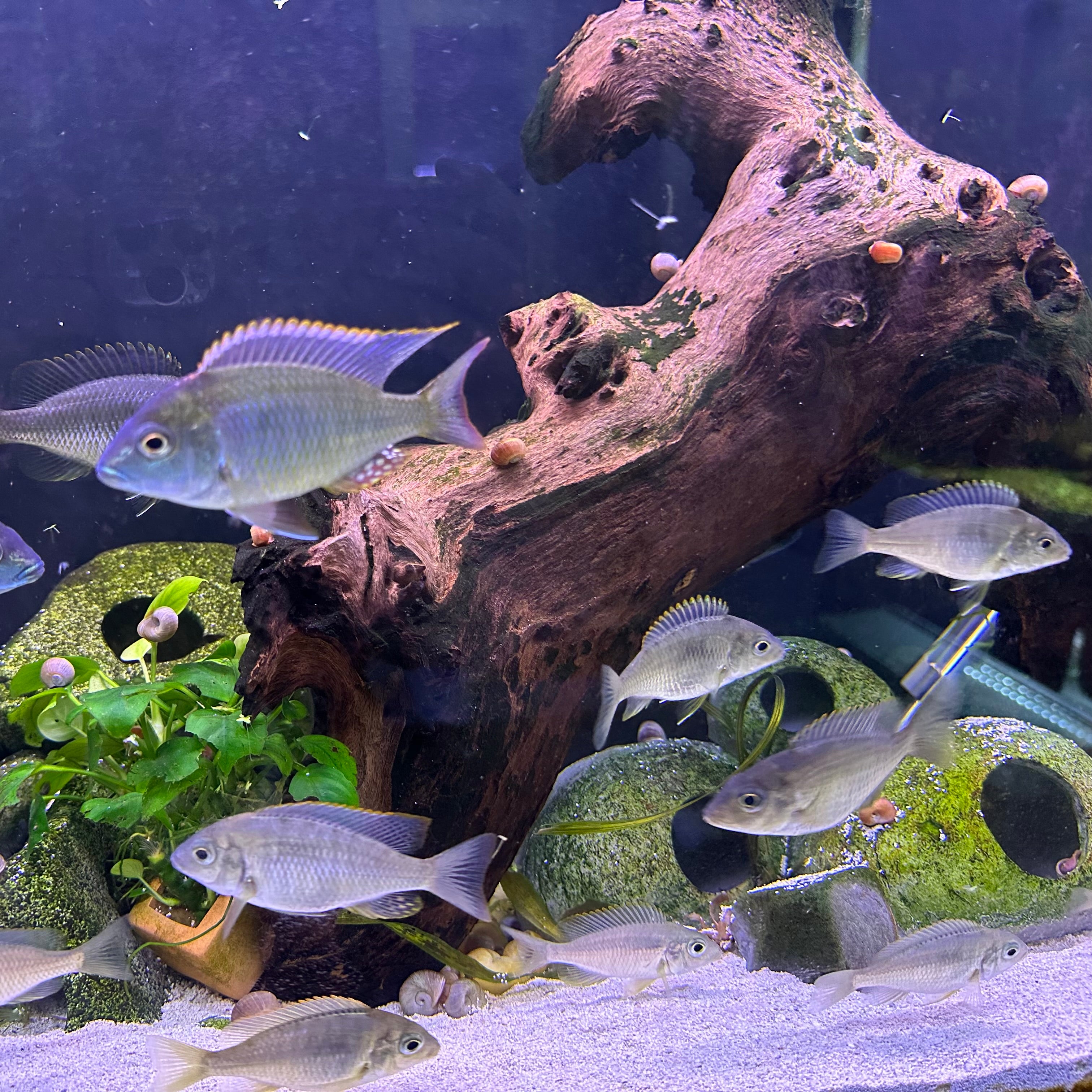 Lethrinops sp. Mbasi. group of silver blue cichlids schooling around driftwood and plants in a sandy aquarium
