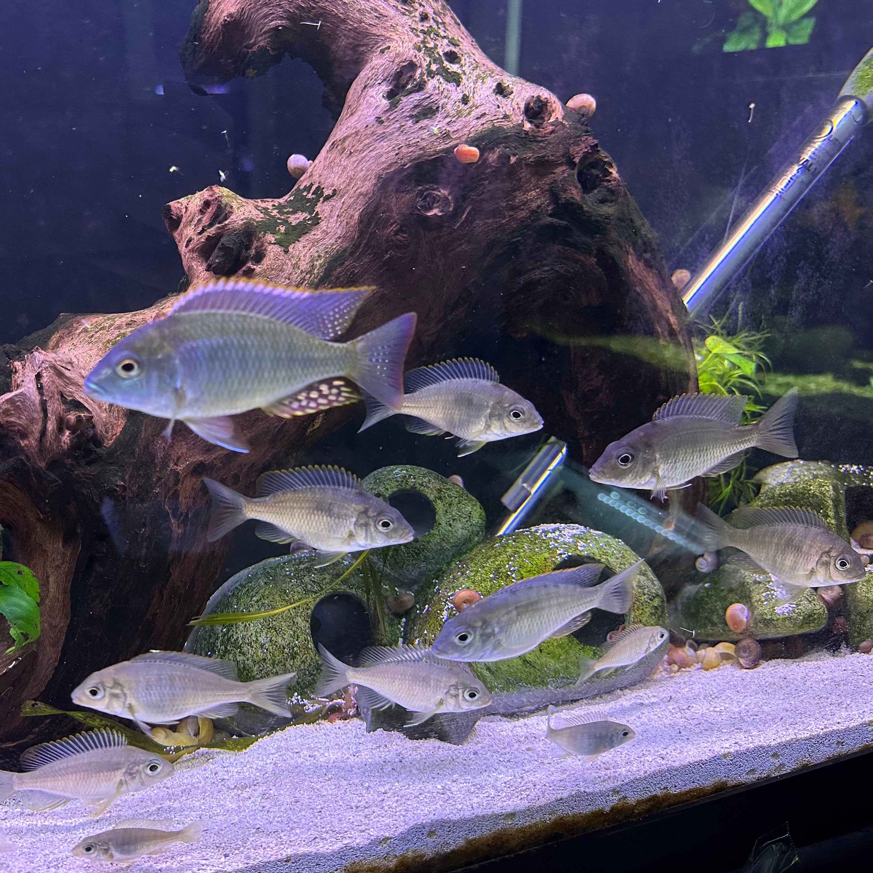 Lethrinops sp. Mbasi cichlid school swimming over sand with driftwood rocks and snails in aquarium