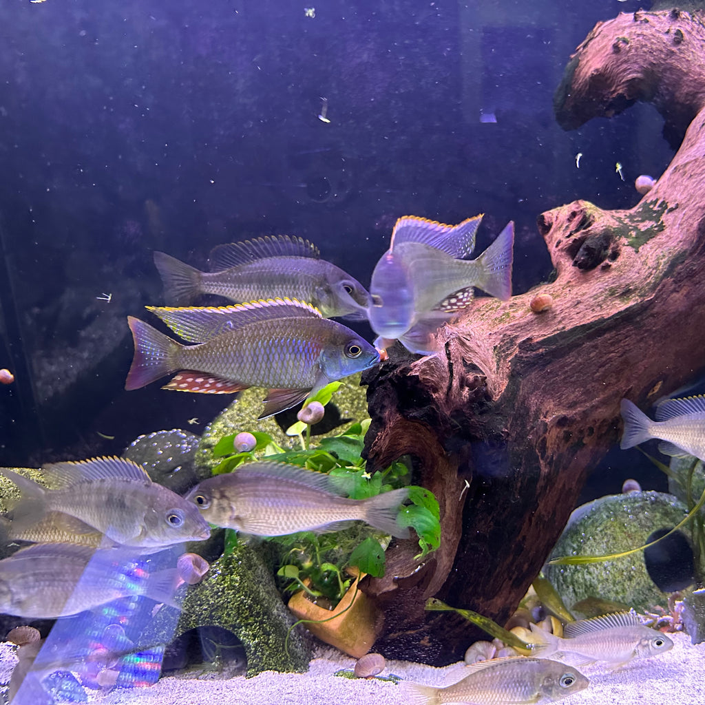 Lethrinops sp. Mbasi cichlids schooling around driftwood and live plants in Scallywags Fish Bowl aquarium