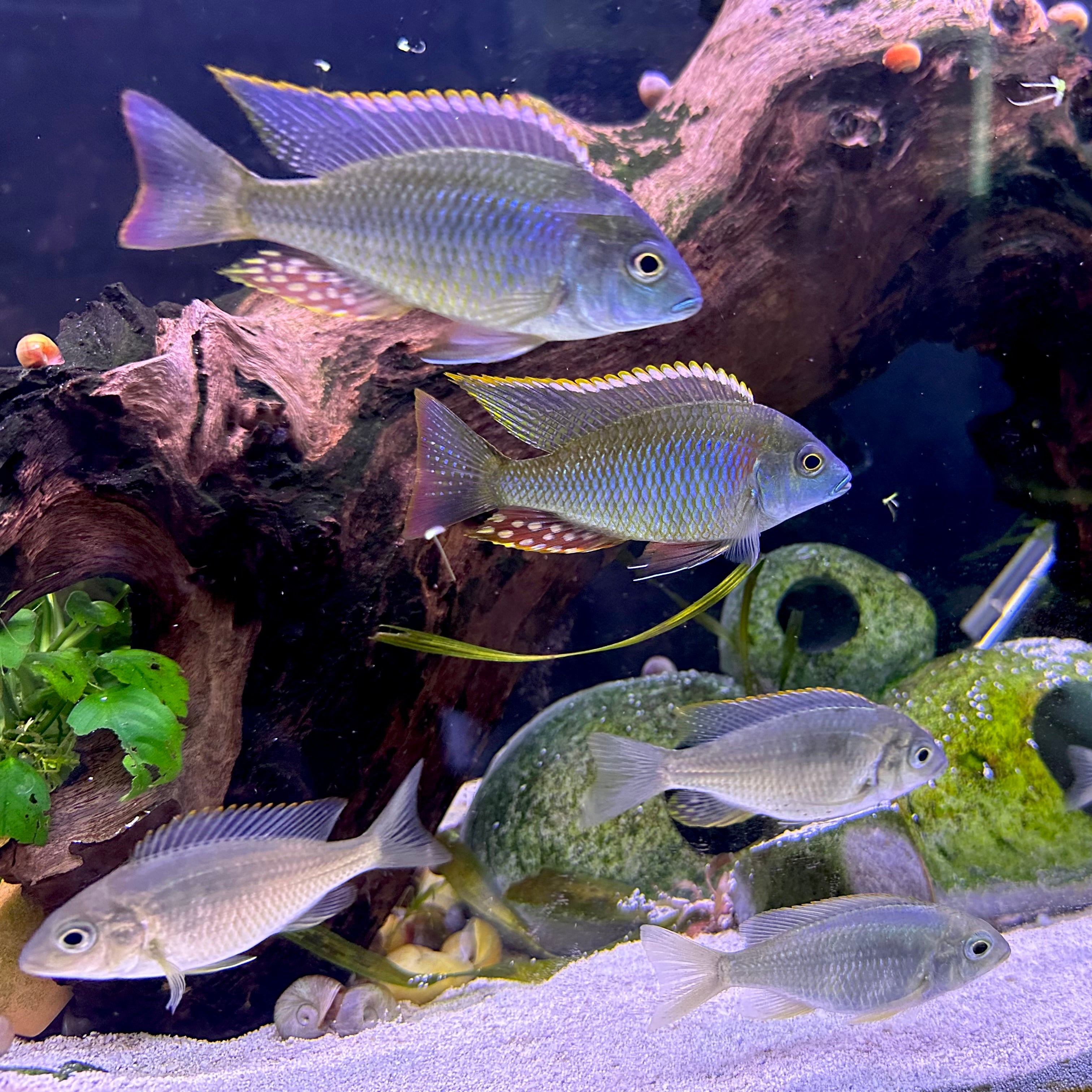 Lethrinops sp. Mbasi cichlids schooling in planted aquarium with driftwood and sandy substrate Scallywags Fish Bowl