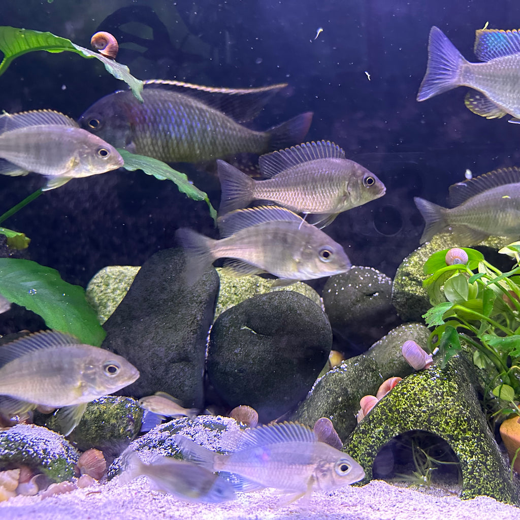 Lethrinops sp. Mbasi cichlid school swimming among rocks aquarium plants and snail shells Scallywags Fish Bowl