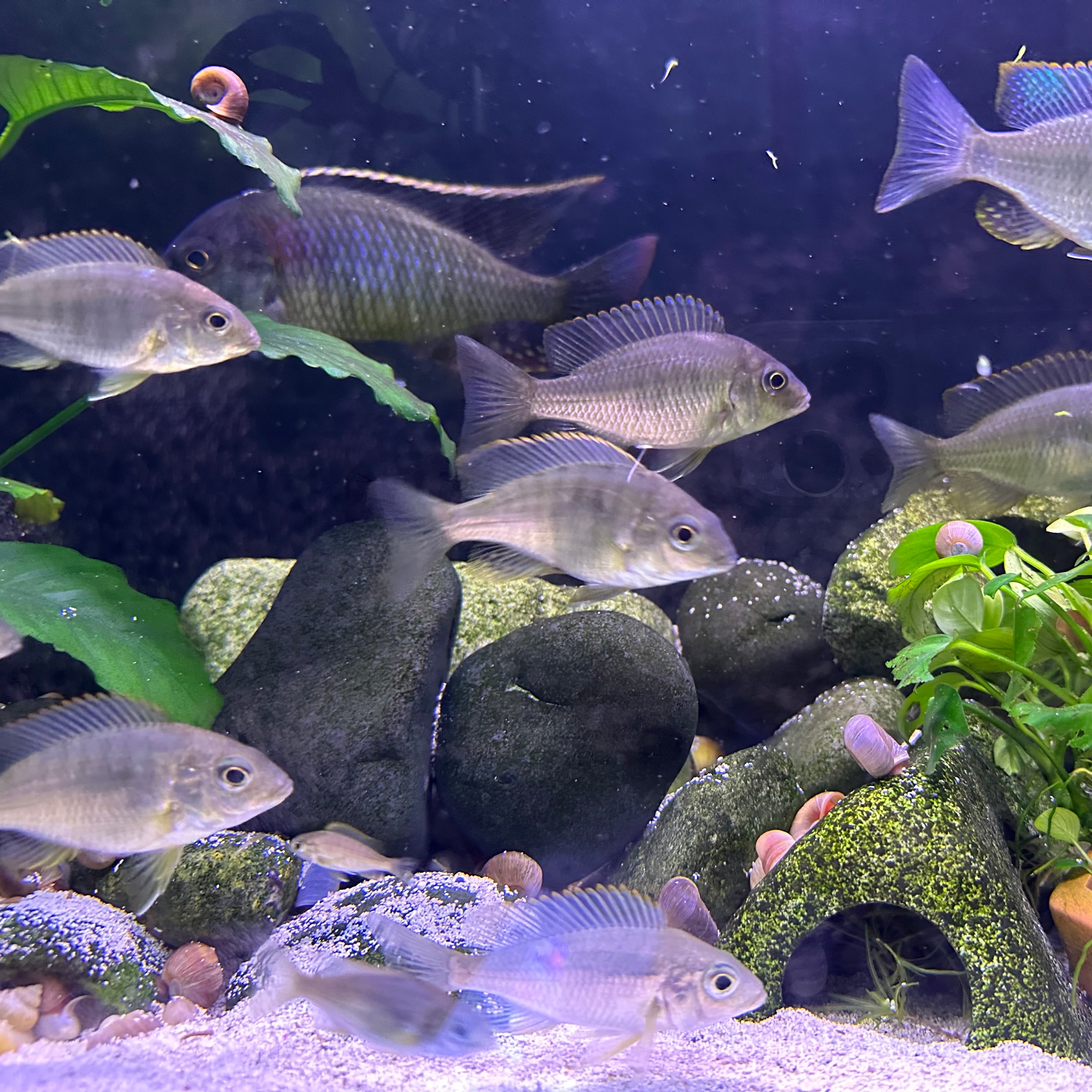 Lethrinops sp. Mbasi cichlid school swimming among rocks aquarium plants and snail shells Scallywags Fish Bowl
