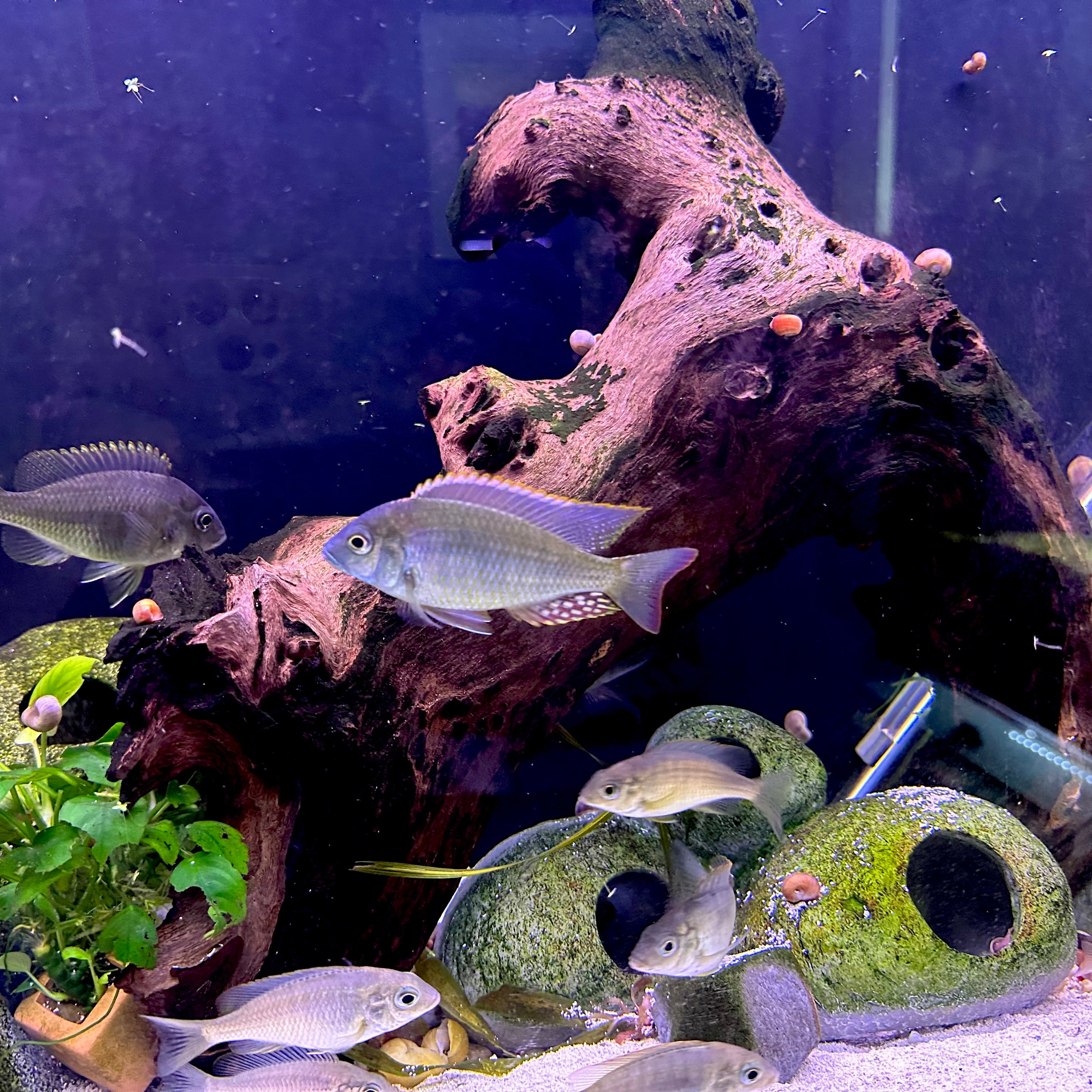Scallywags Fish Bowl aquarium showing Lethrinops sp. Mbasi. cichlids swimming around driftwood caves and plants