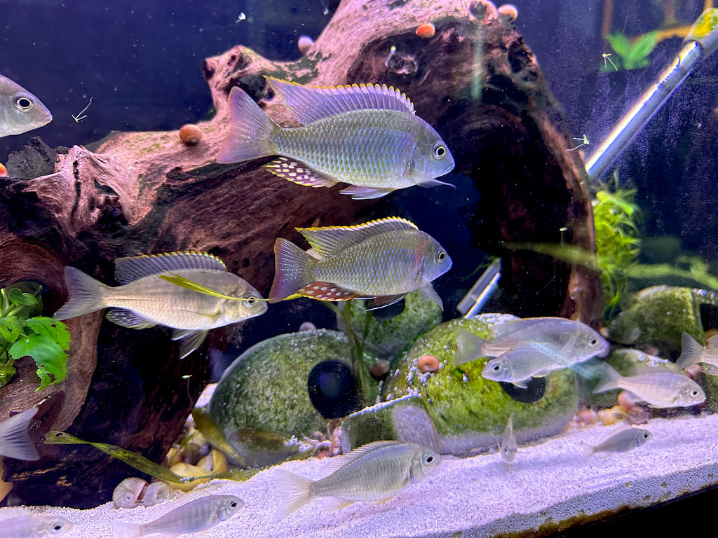 School of Lethrinops sp. Mbasi cichlids swimming over sand with driftwood and aquarium plants