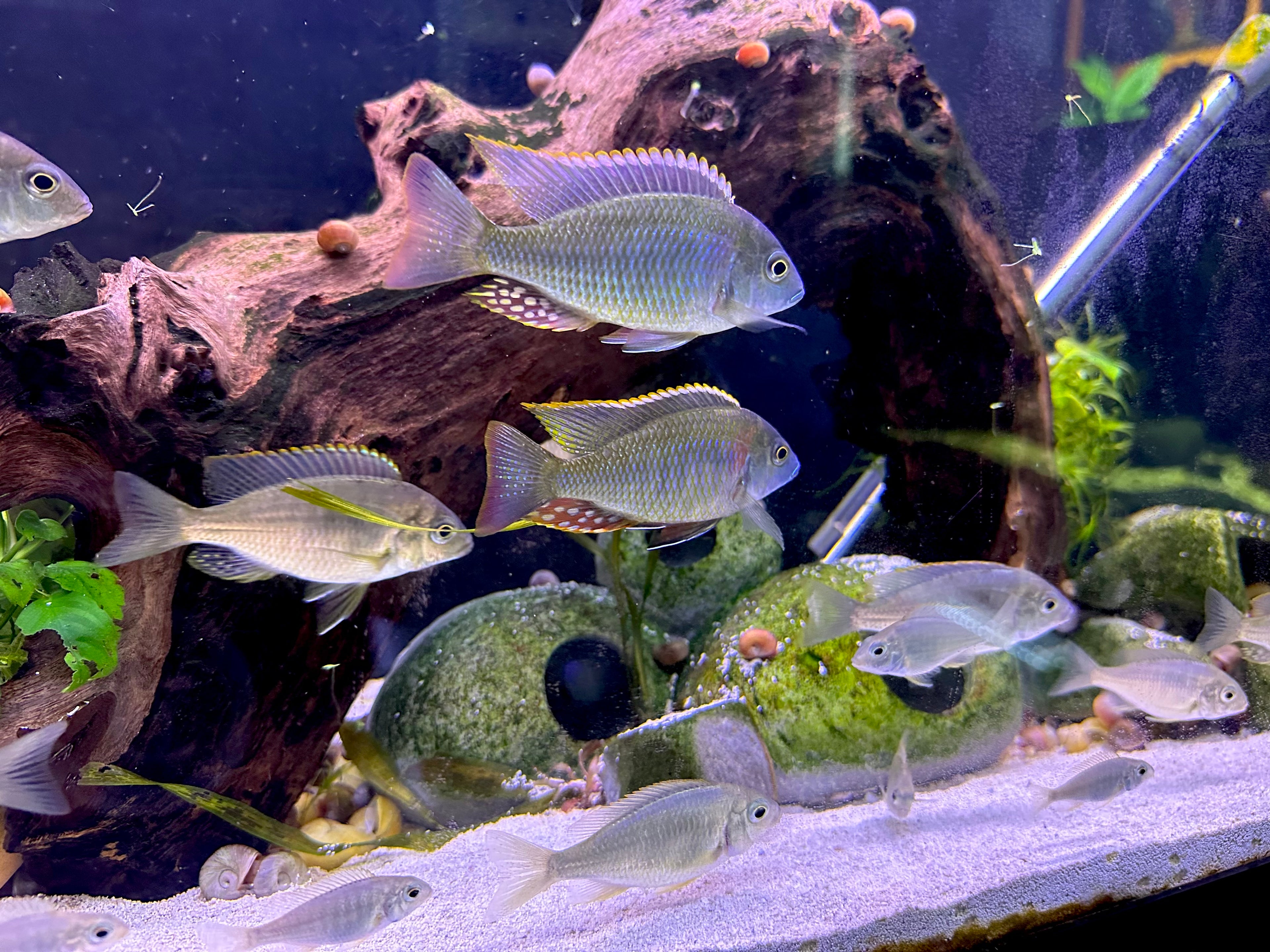 School of Lethrinops sp. Mbasi cichlids swimming over sand with driftwood and aquarium plants