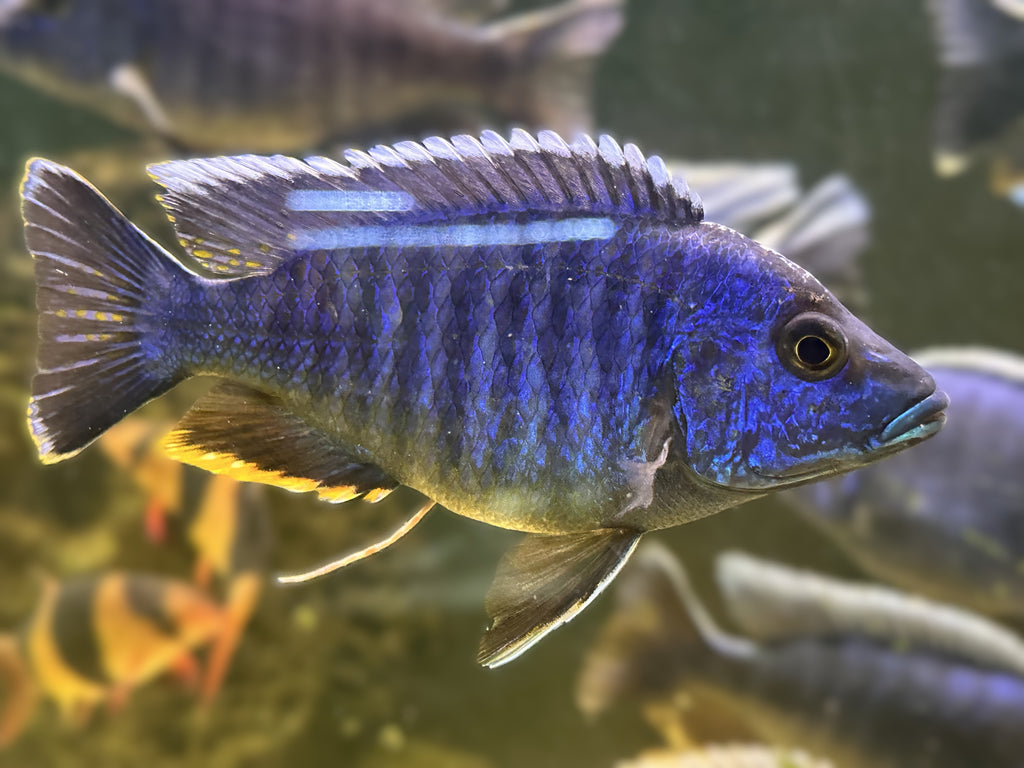 Electric Blue Fryeri cichlid swimming in aquarium side view vibrant blue stripes Scallywags Fish Bowl
