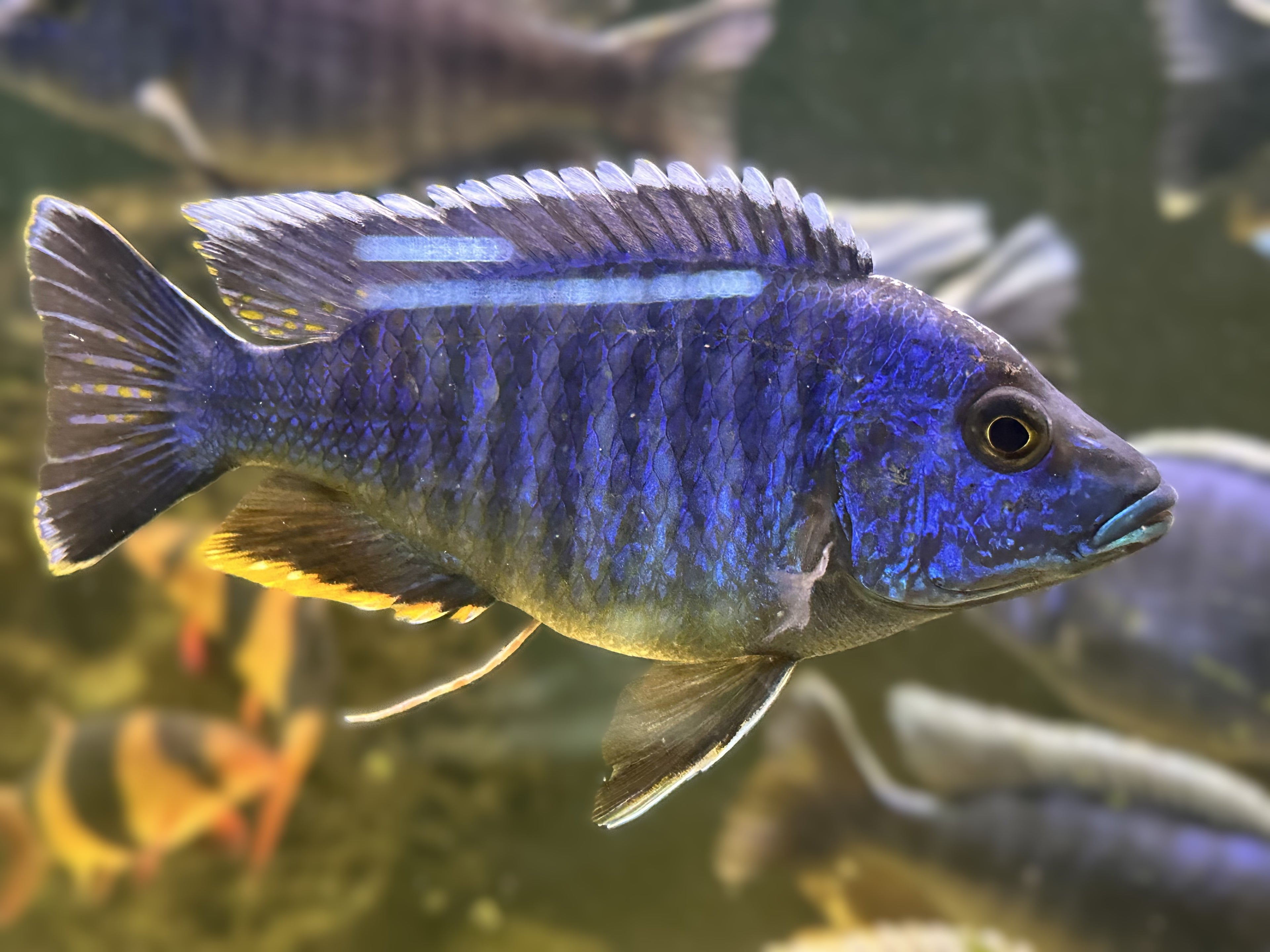Electric Blue Fryeri cichlid swimming in aquarium side view vibrant blue stripes Scallywags Fish Bowl