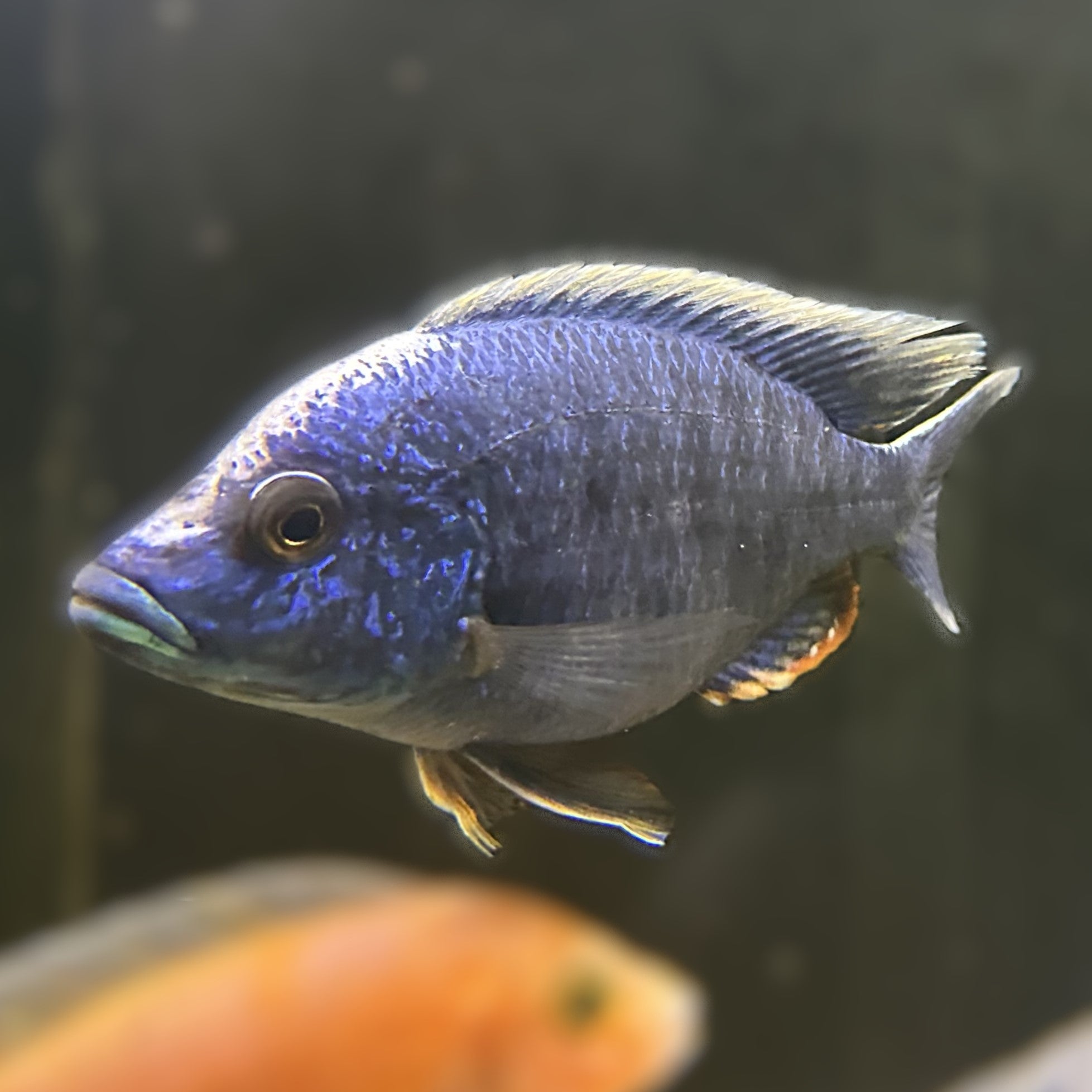 Electric Blue Fryeri cichlid from Scallywags Fish Bowl vibrant blue adult with yellow edged fins