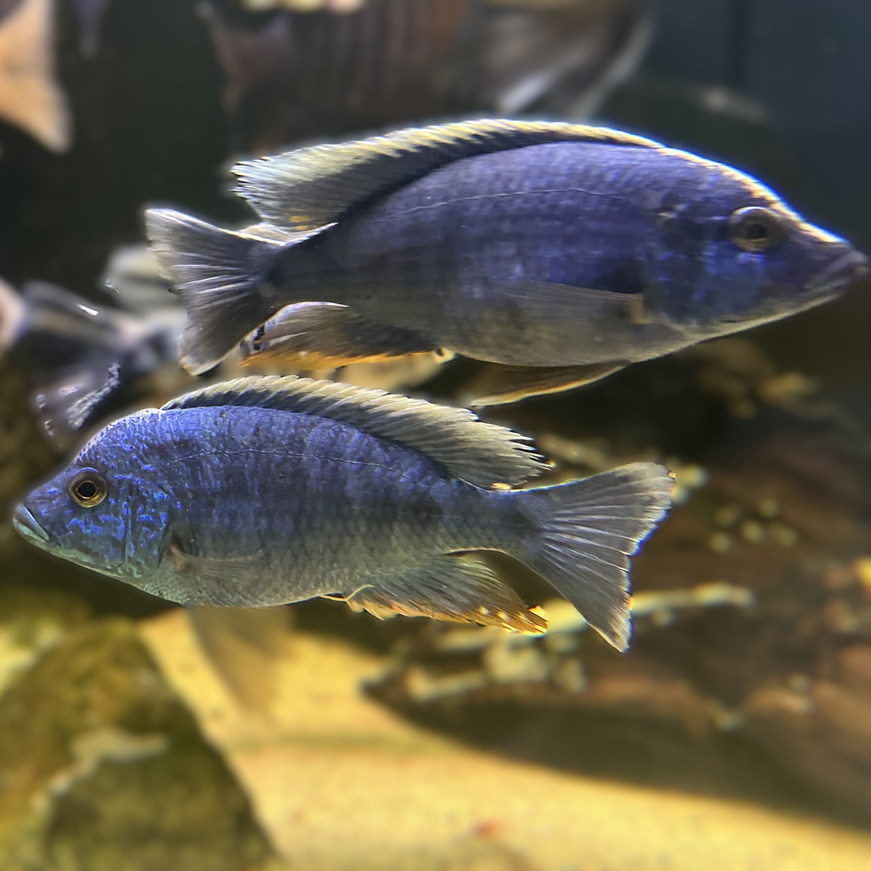 Electric Blue Fryeri cichlids swimming side by side in freshwater aquarium with rock and sandy bottom
