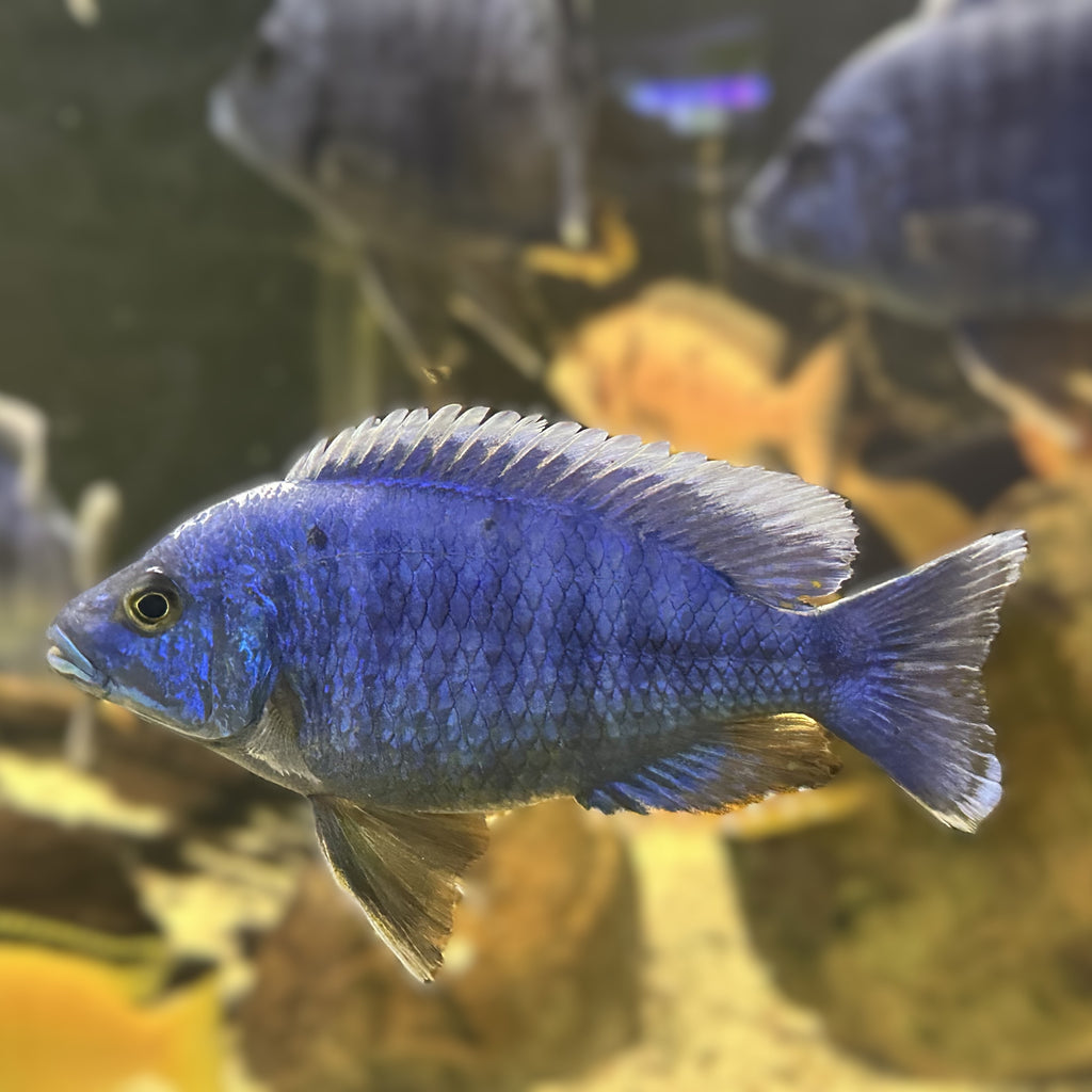 Electric Blue Fryeri cichlid from Scallywags Fish Bowl vivid blue adult aquarium fish profile