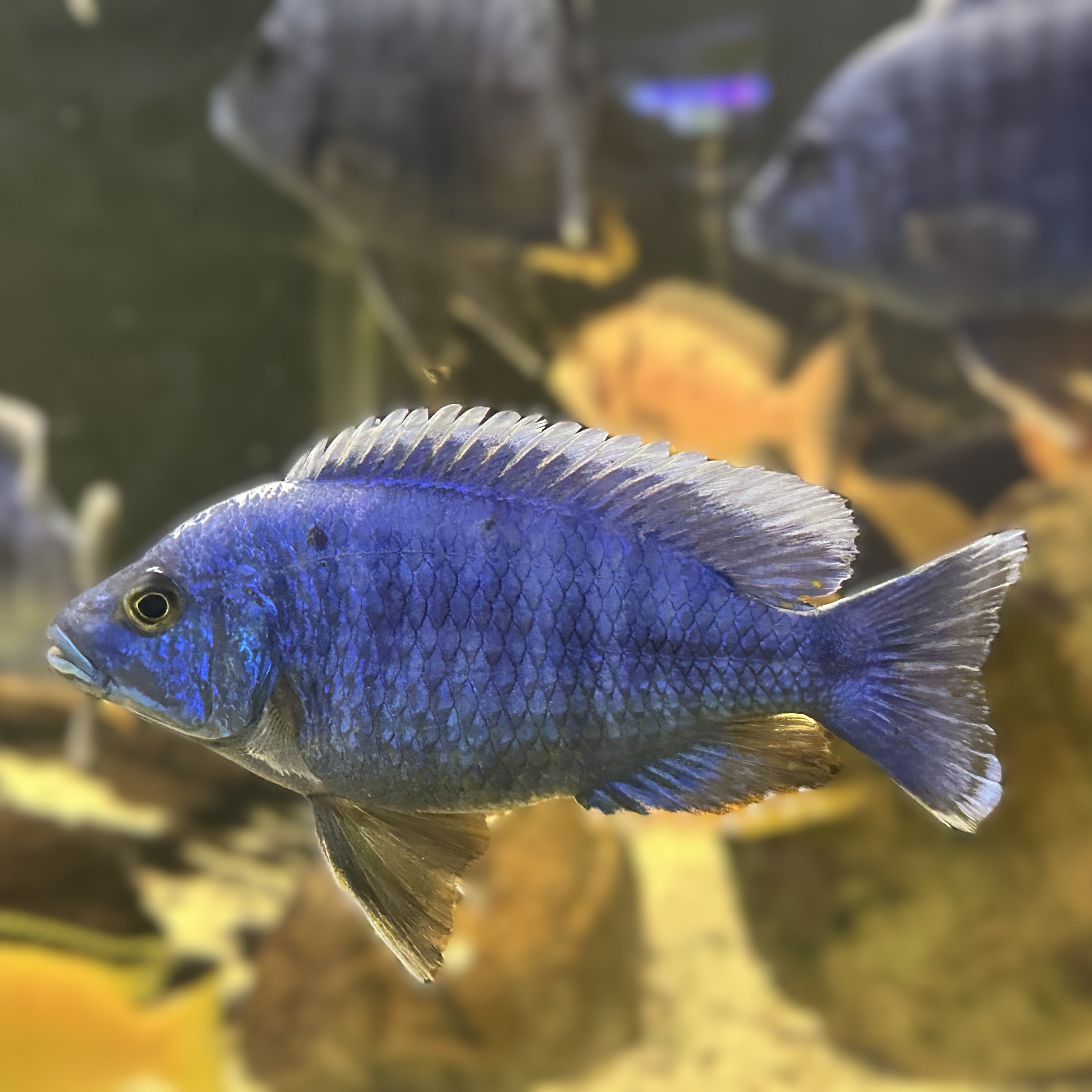 Electric Blue Fryeri cichlid from Scallywags Fish Bowl vivid blue adult aquarium fish profile
